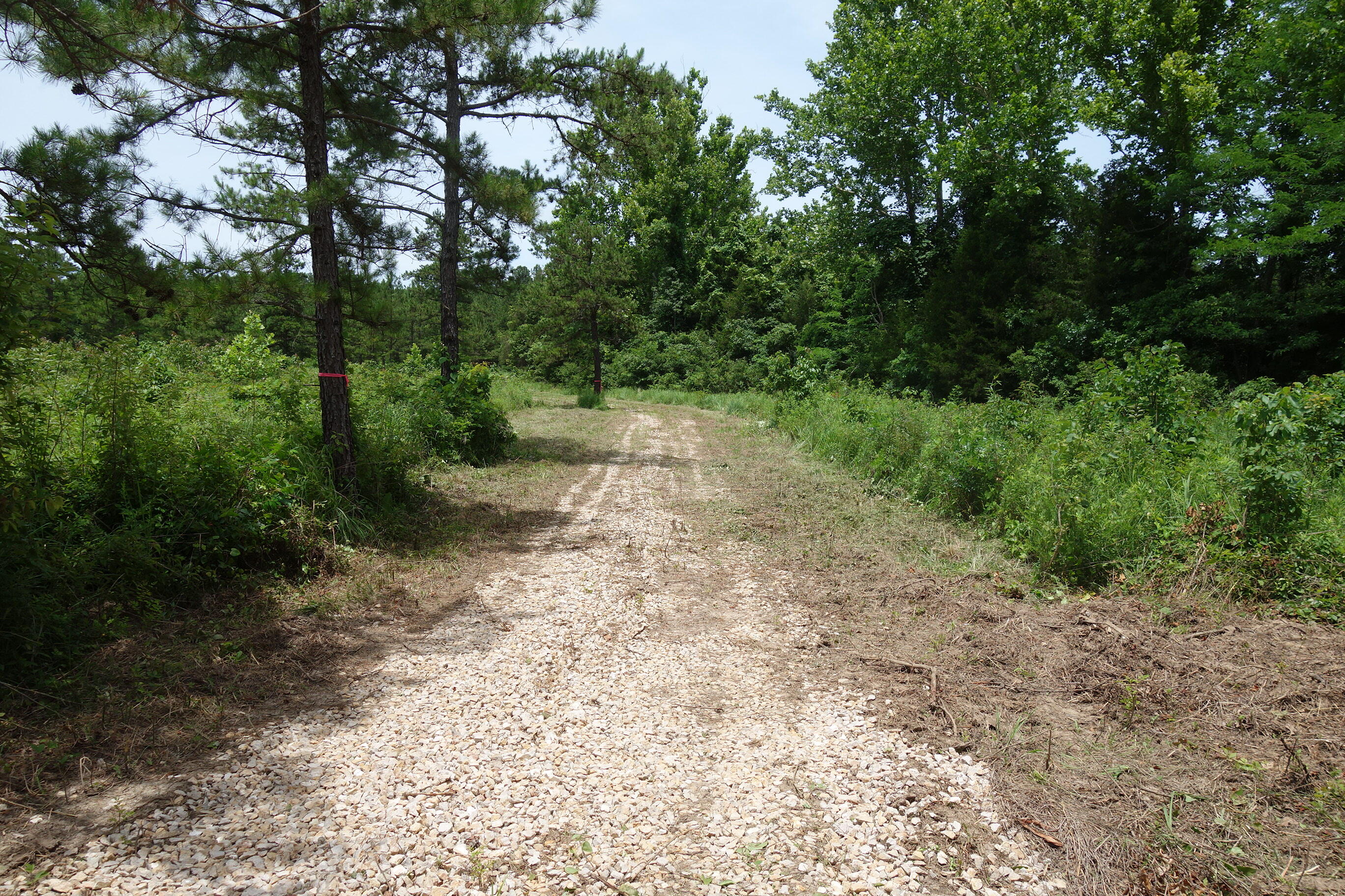 Photo 15 - Land for sale – 000  County Road 522   Winona, MO