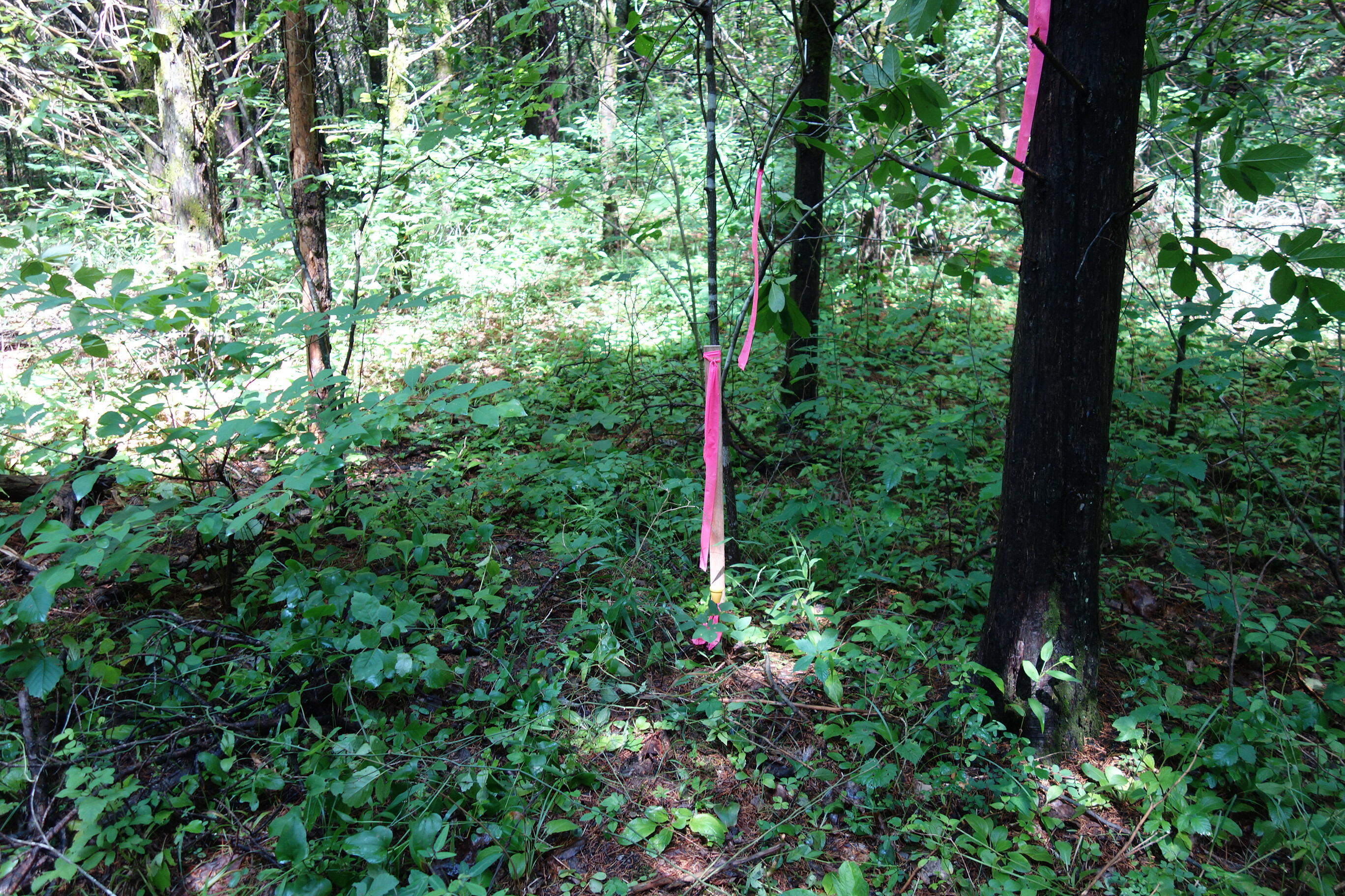 Photo 86 - Land for sale – 000  County Road 522   Winona, MO