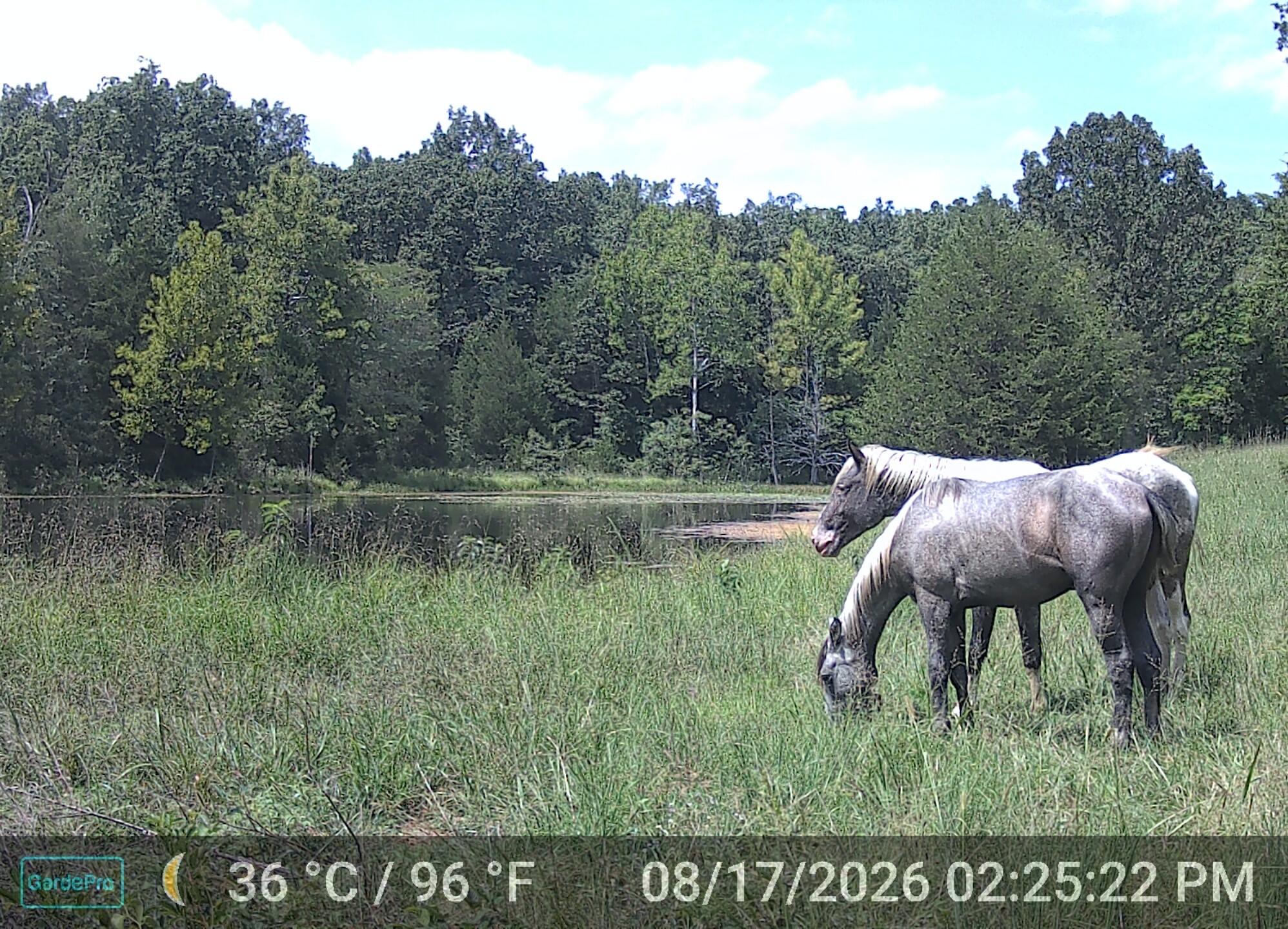 Photo 39 - Land for sale – 000  County Road 522   Winona, MO