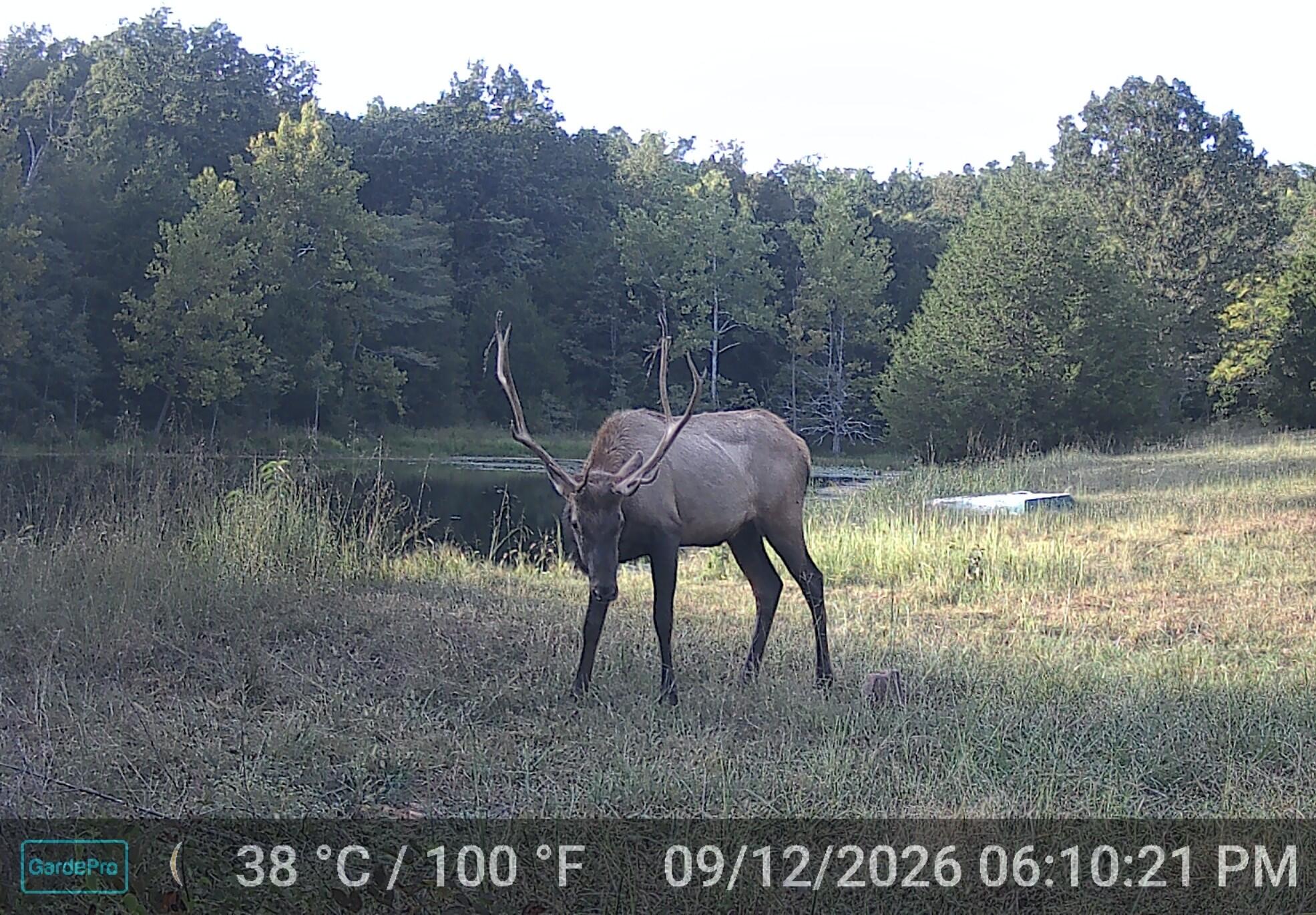 Photo 31 - Land for sale – 000  County Road 522   Winona, MO