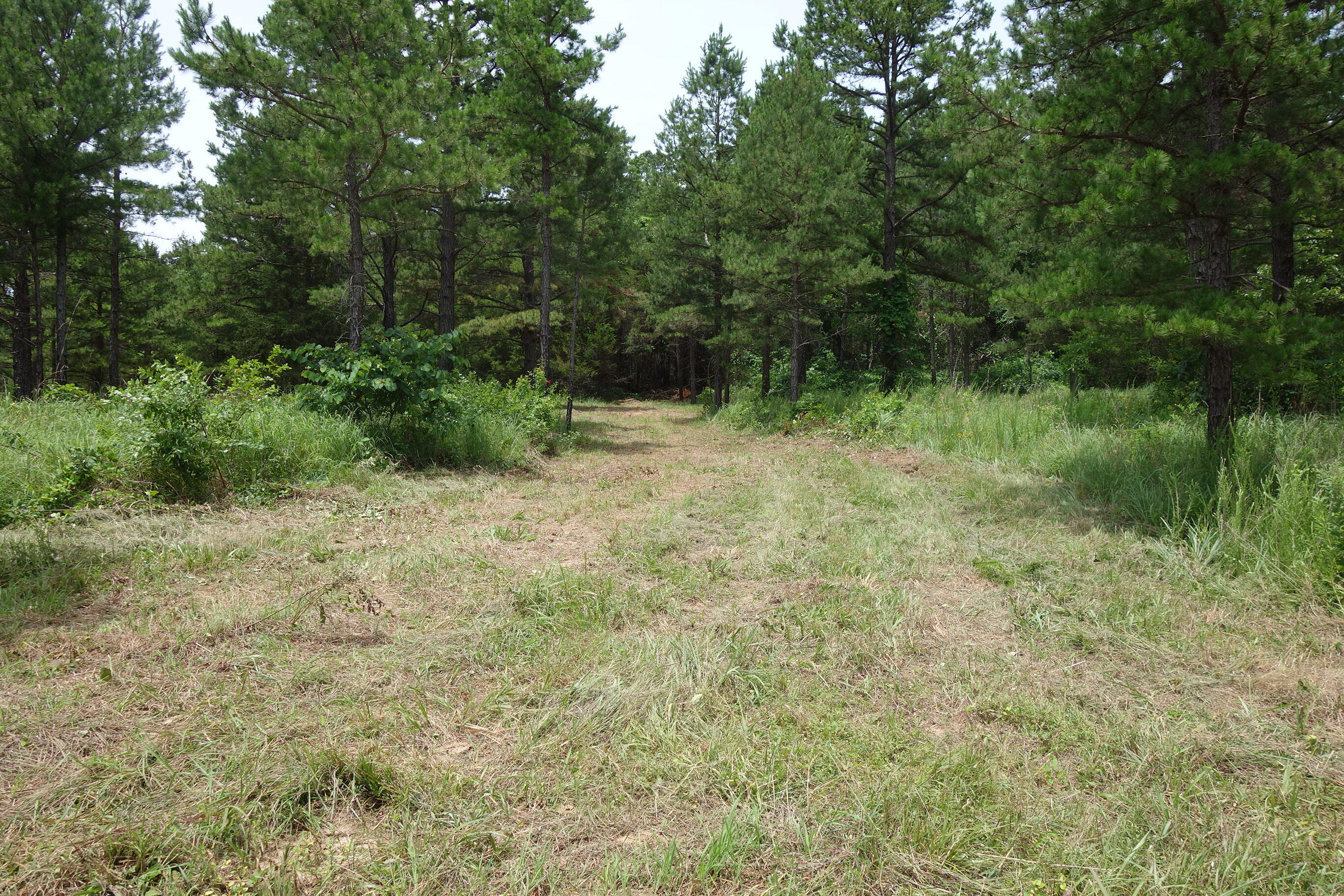 Photo 20 - Land for sale – 000  County Road 522   Winona, MO
