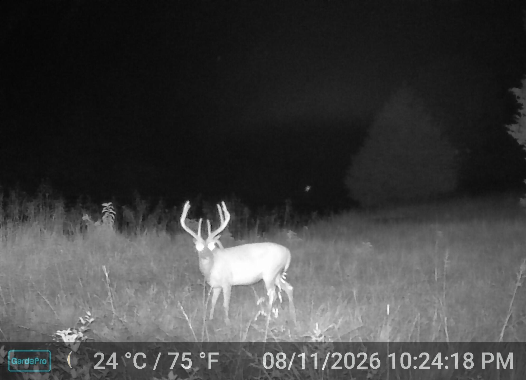 Photo 35 - Land for sale – 000  County Road 522   Winona, MO
