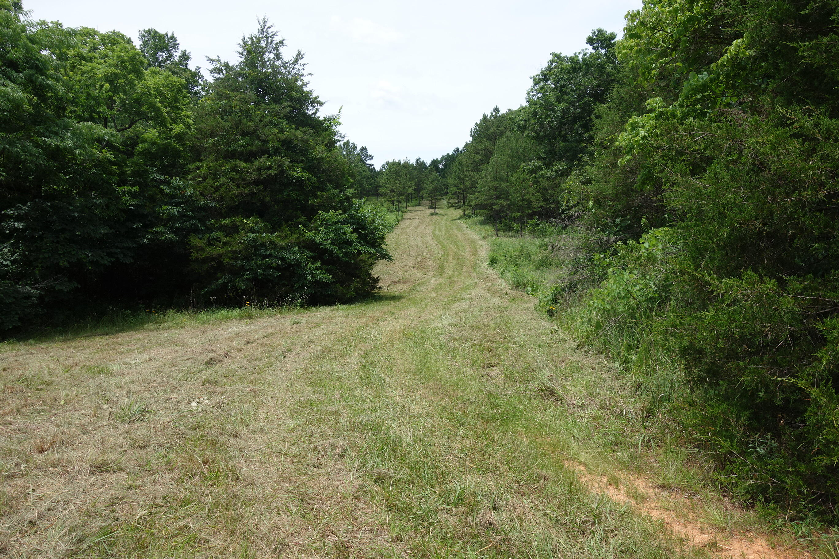 Photo 25 - Land for sale – 000  County Road 522   Winona, MO