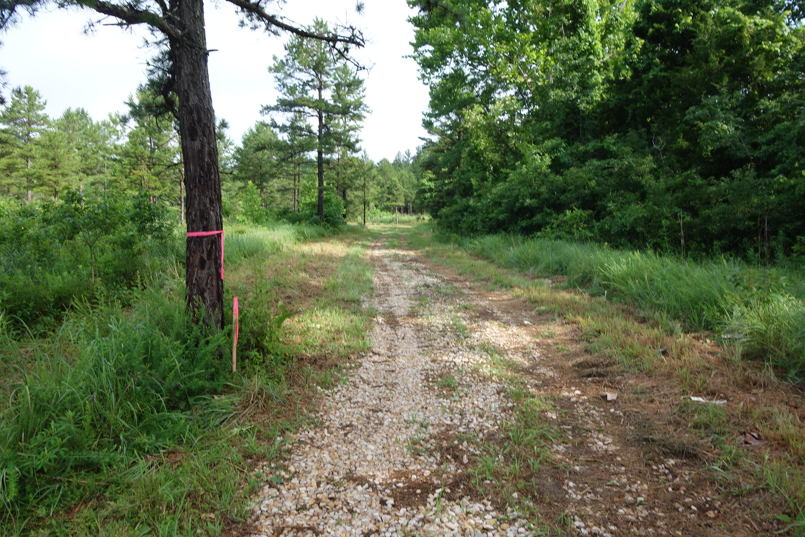 Photo 14 - Land for sale – 000  County Road 522   Winona, MO