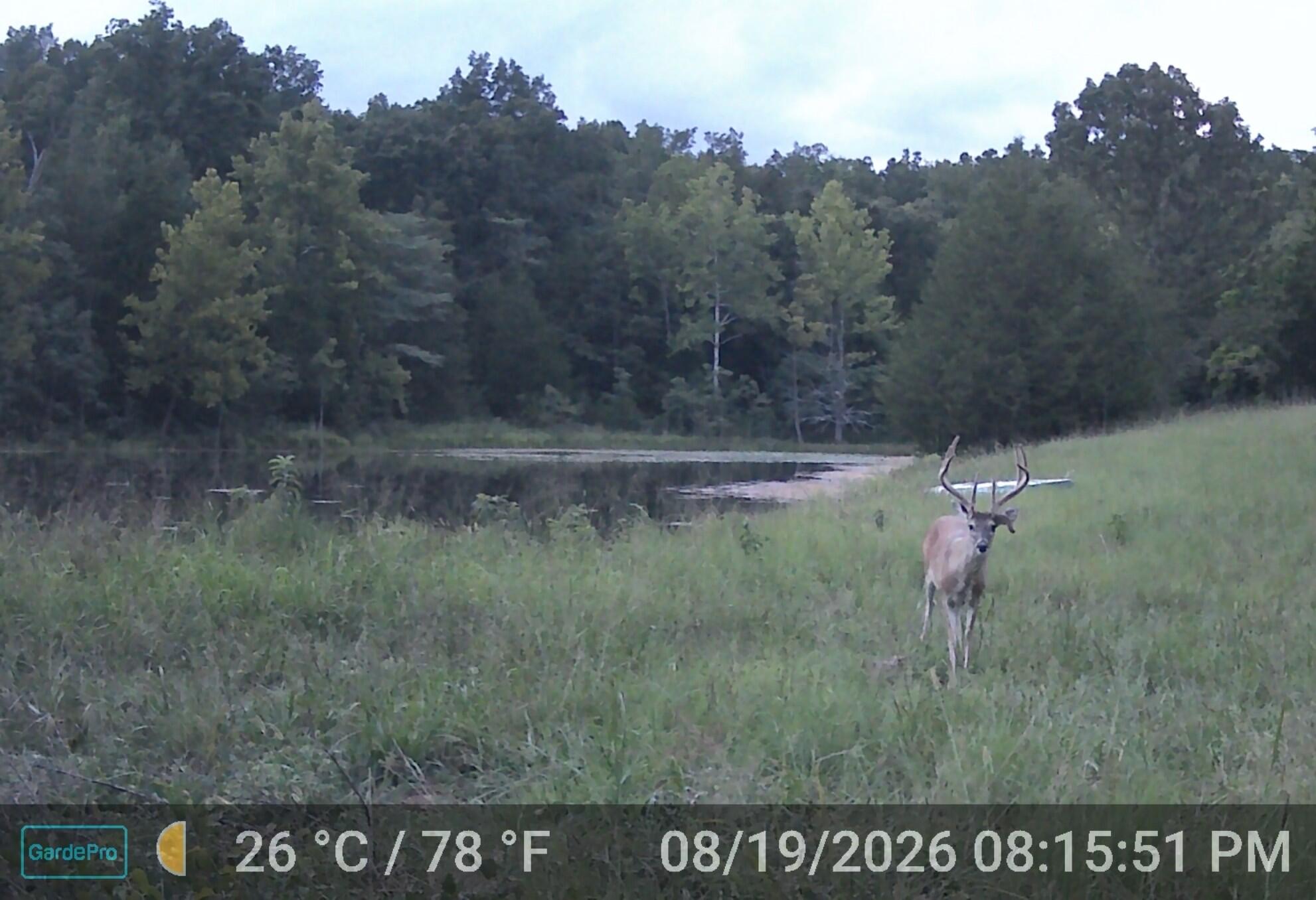 Photo 34 - Land for sale – 000  County Road 522   Winona, MO