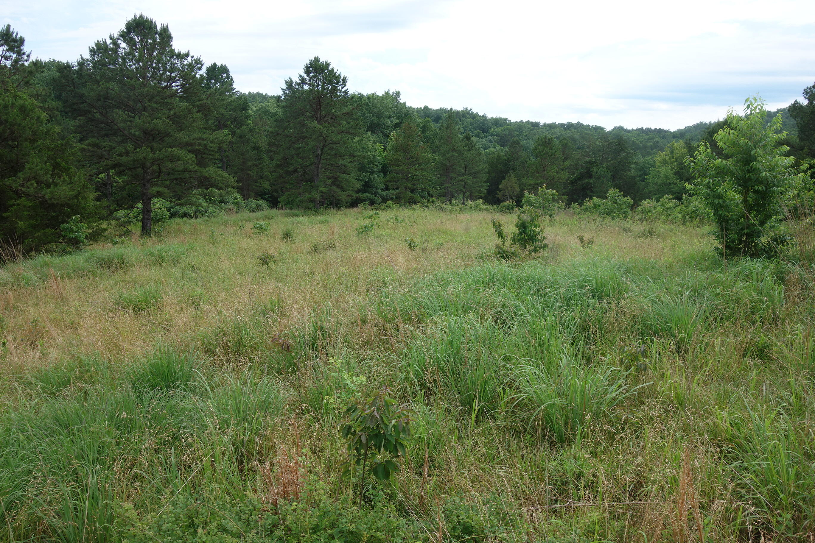 Photo 51 - Land for sale – 000  County Road 522   Winona, MO