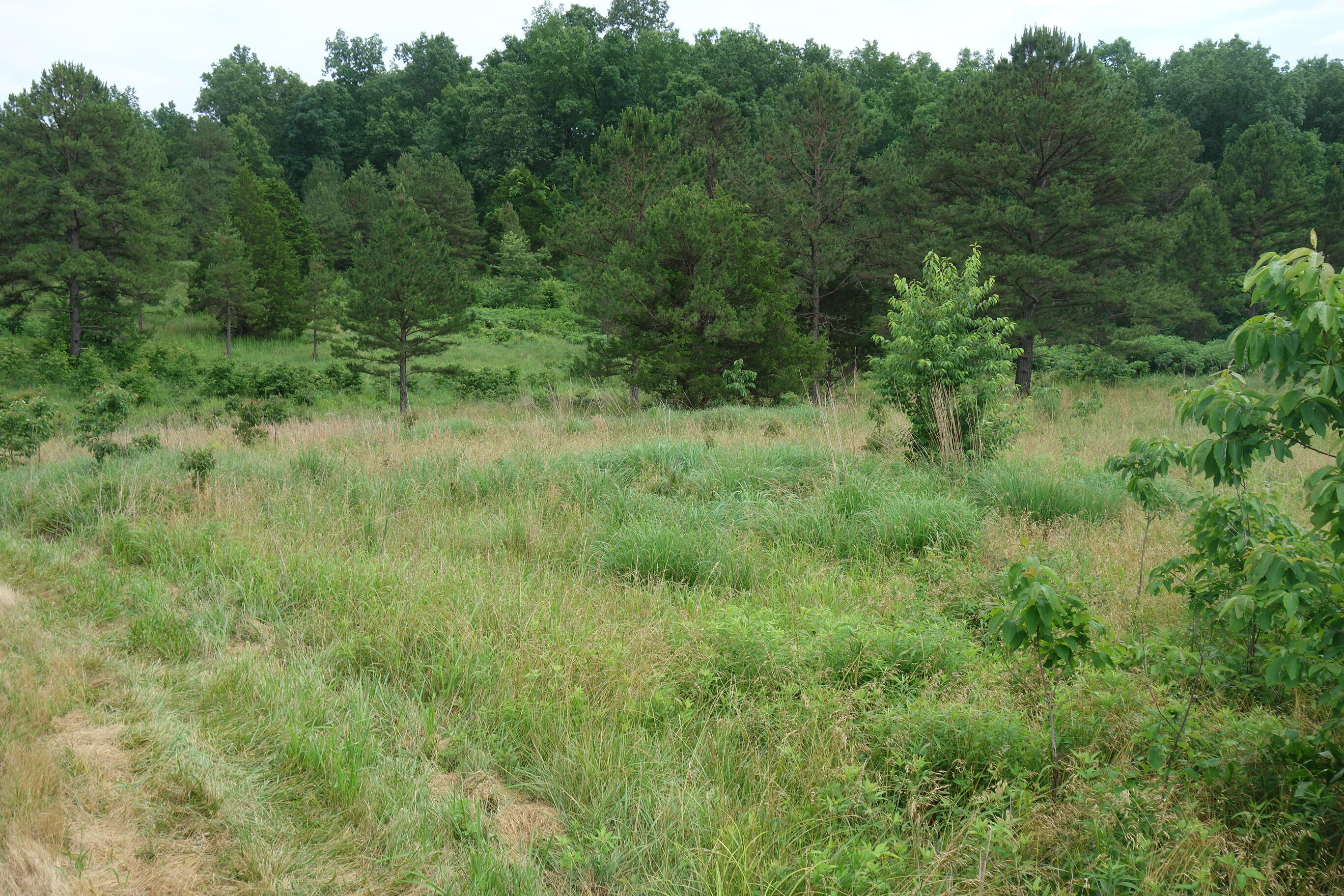 Photo 50 - Land for sale – 000  County Road 522   Winona, MO