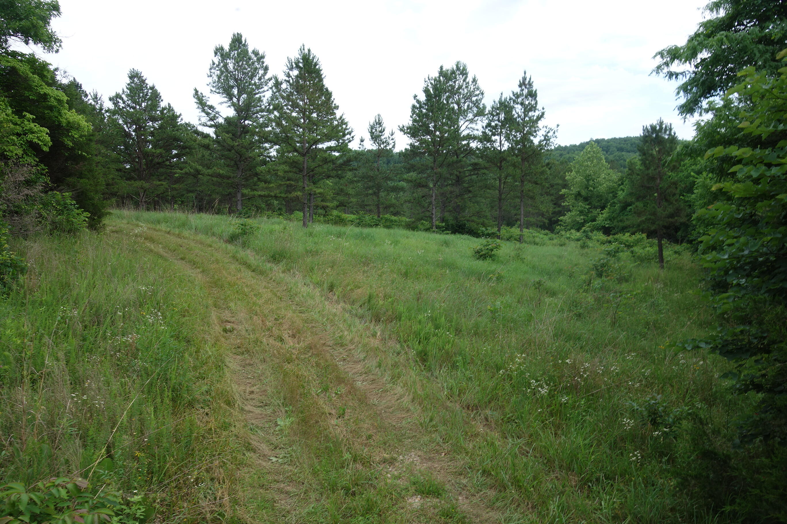 Photo 53 - Land for sale – 000  County Road 522   Winona, MO