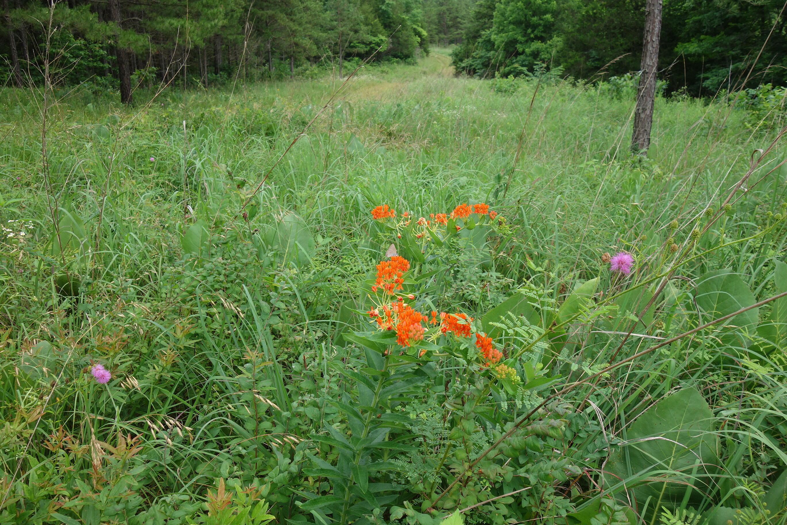 Photo 57 - Land for sale – 000  County Road 522   Winona, MO