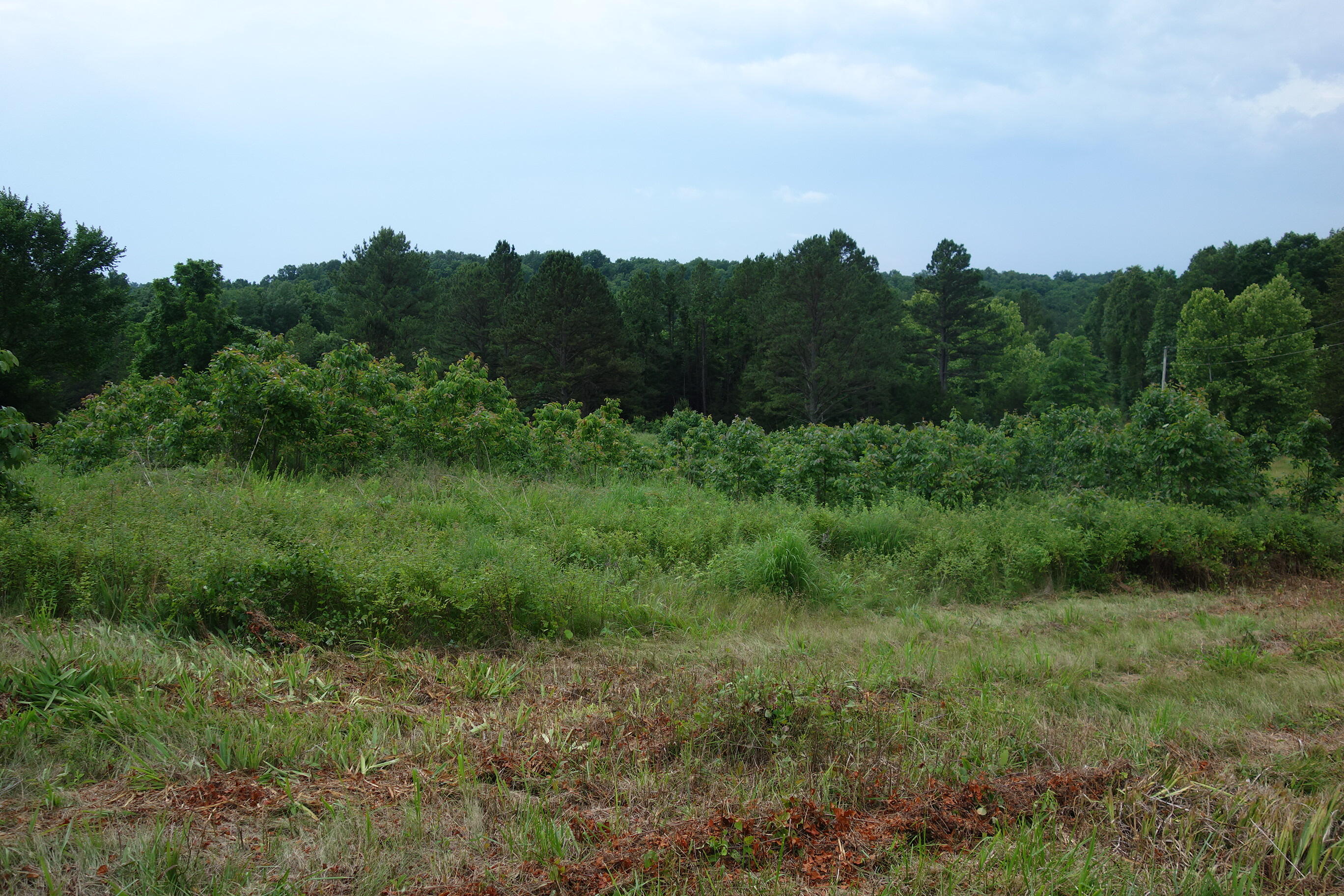Photo 48 - Land for sale – 000  County Road 522   Winona, MO
