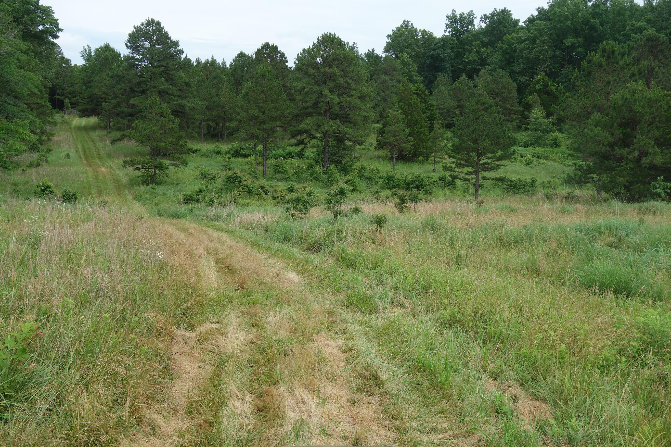 Photo 52 - Land for sale – 000  County Road 522   Winona, MO