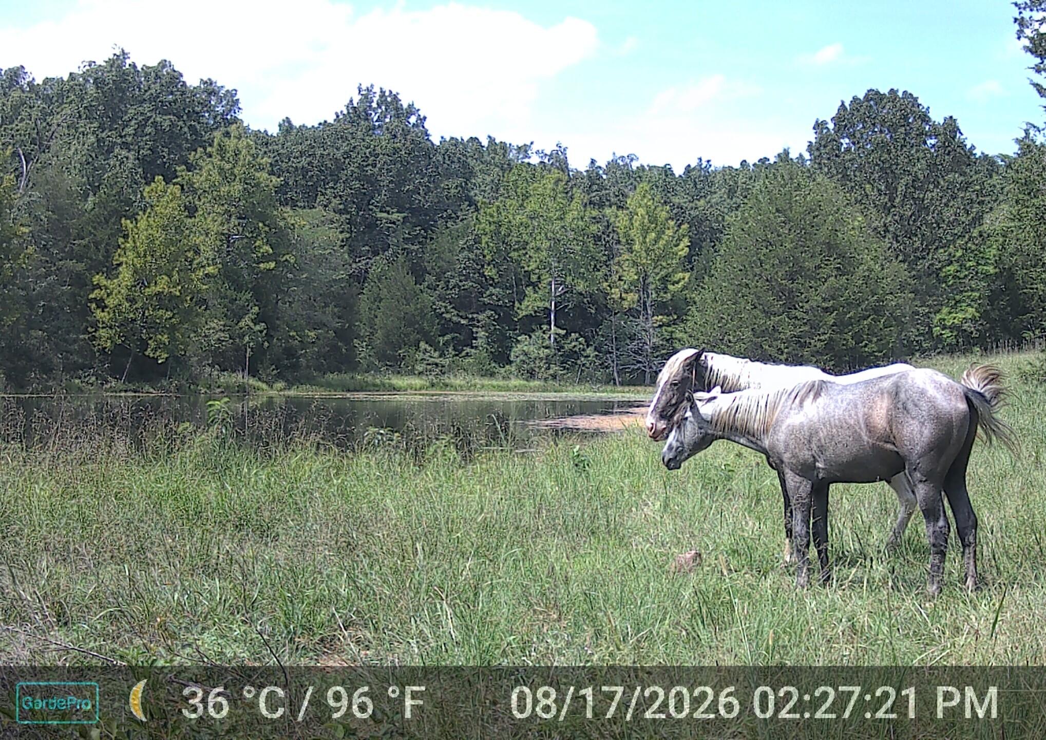Photo 40 - Land for sale – 000  County Road 522   Winona, MO