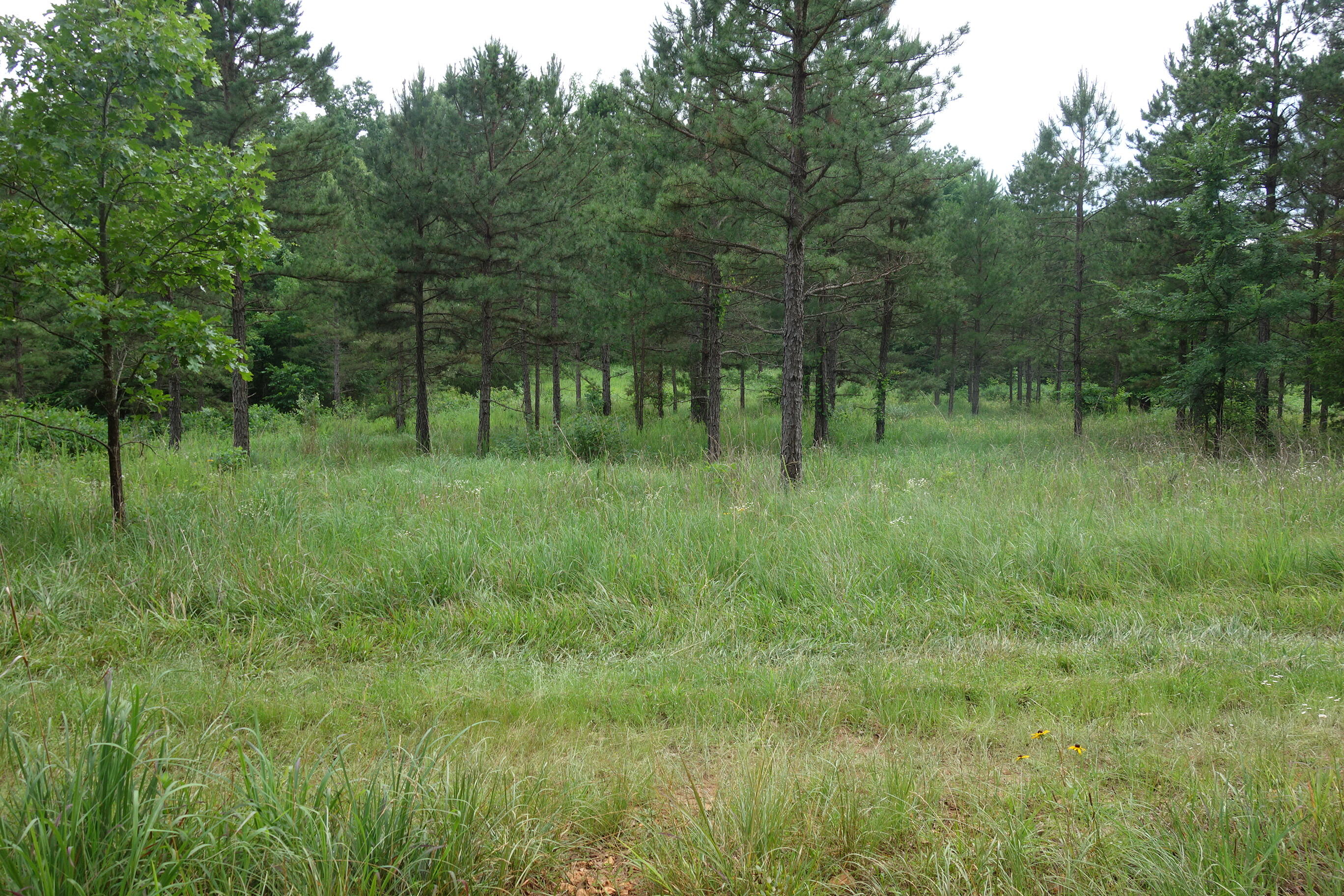 Photo 23 - Land for sale – 000  County Road 522   Winona, MO