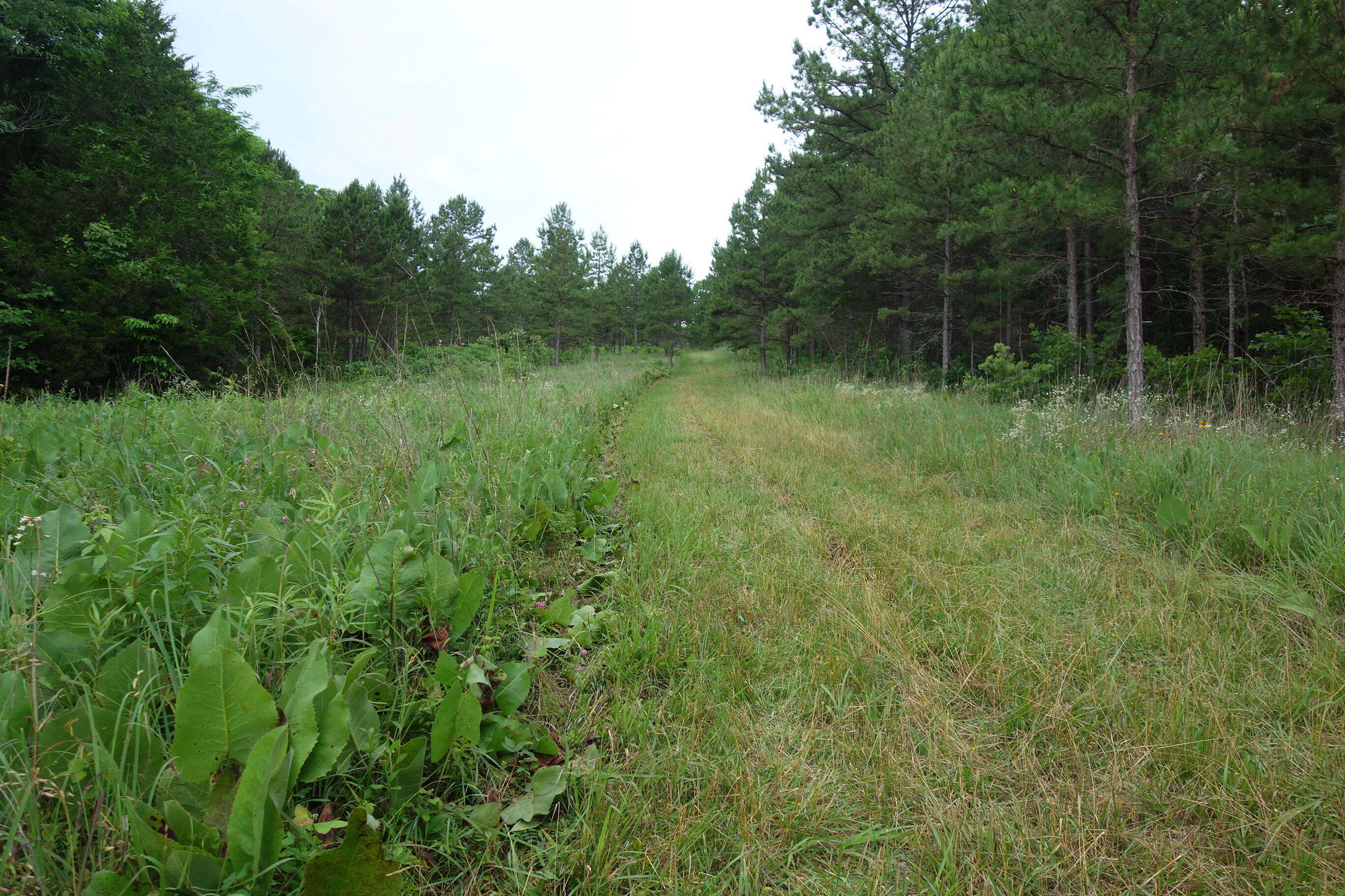 Photo 22 - Land for sale – 000  County Road 522   Winona, MO