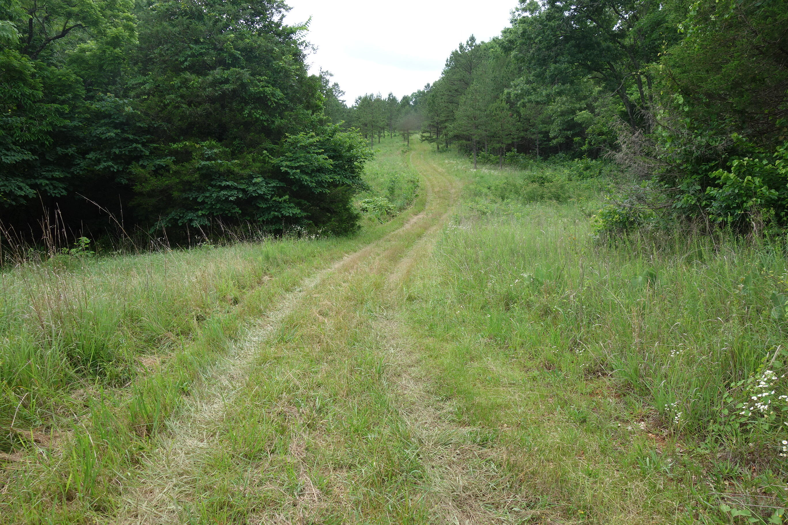 Photo 56 - Land for sale – 000  County Road 522   Winona, MO
