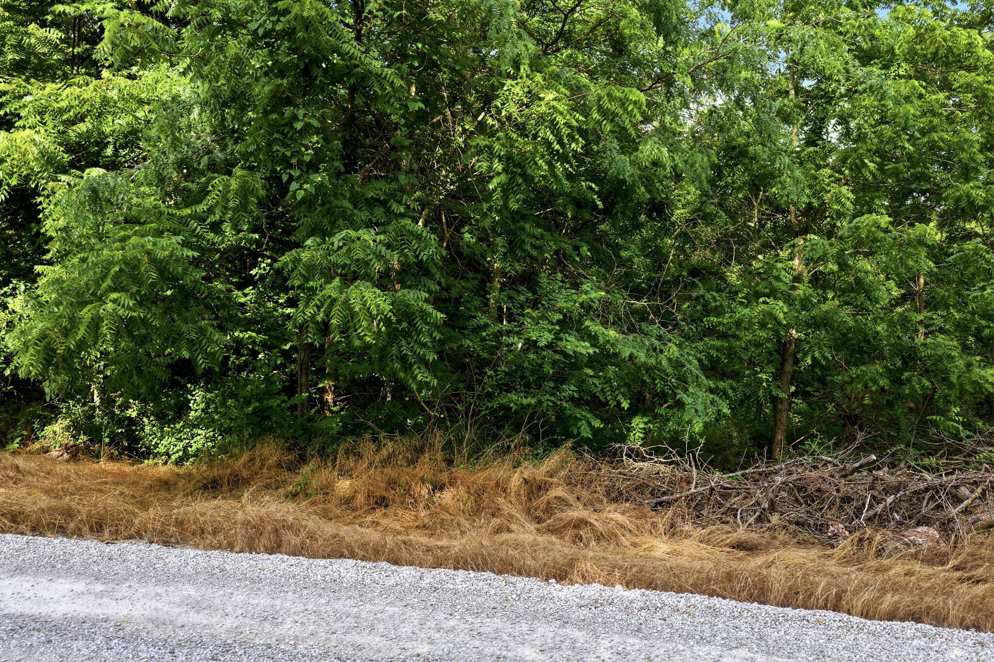 Photo 12 - Land for sale – 000 S 96th Road  Bolivar, MO