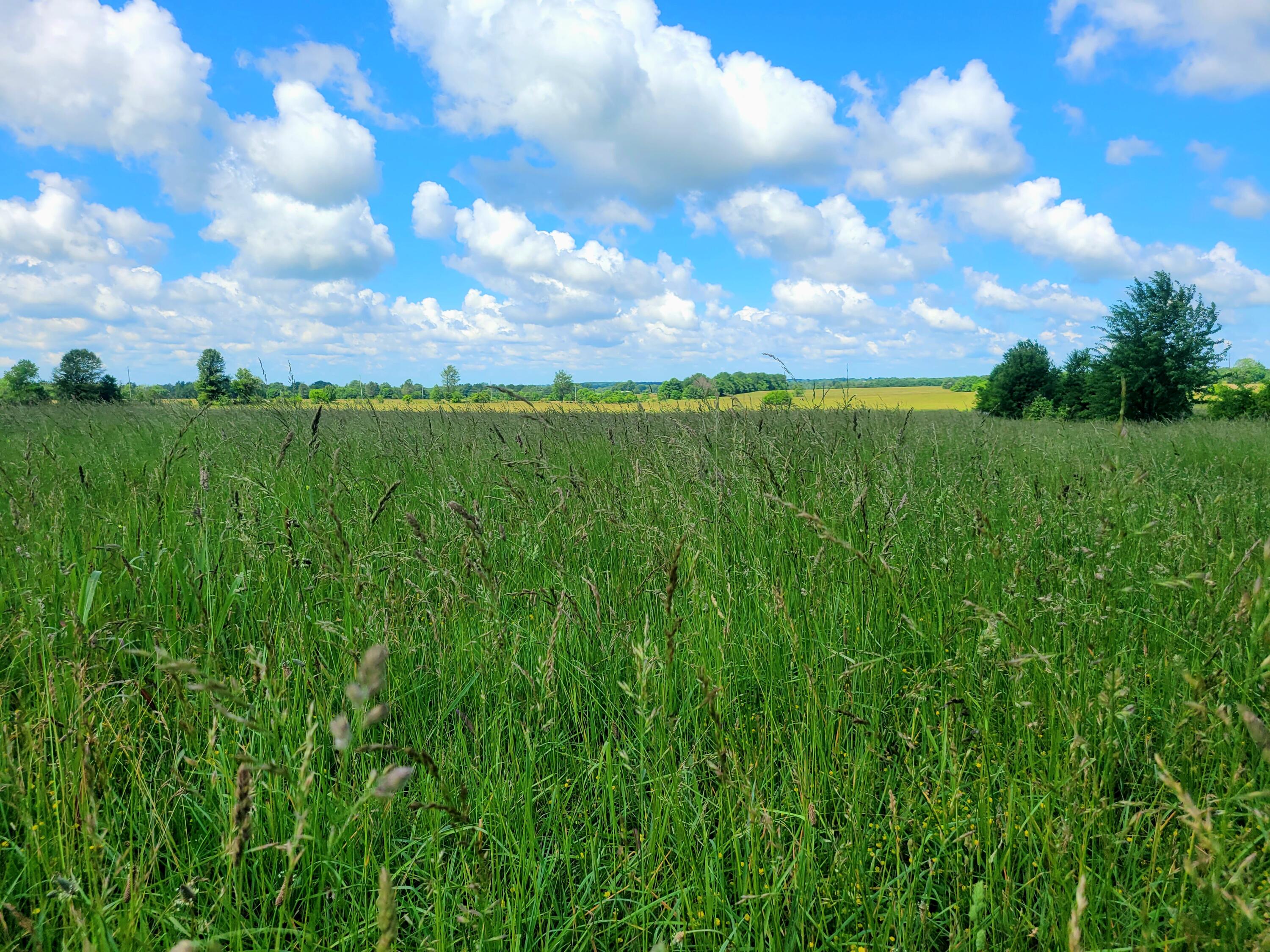 Photo 6 - Land for sale – 3246 N State Highway 125   Strafford, MO