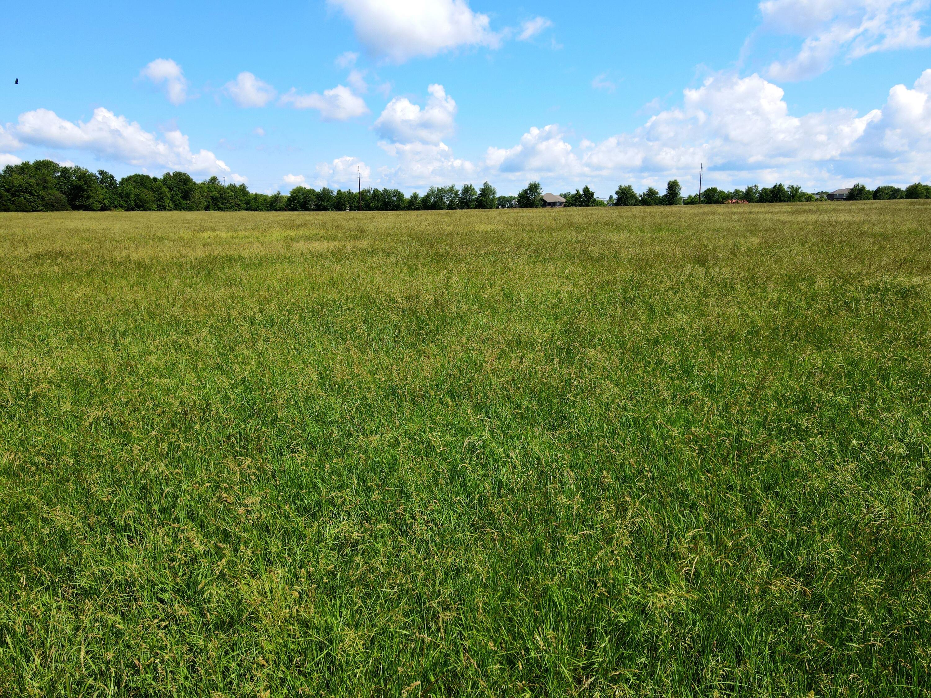 Photo 3 - Land for sale – 000 N Farm Road 231   Strafford, MO