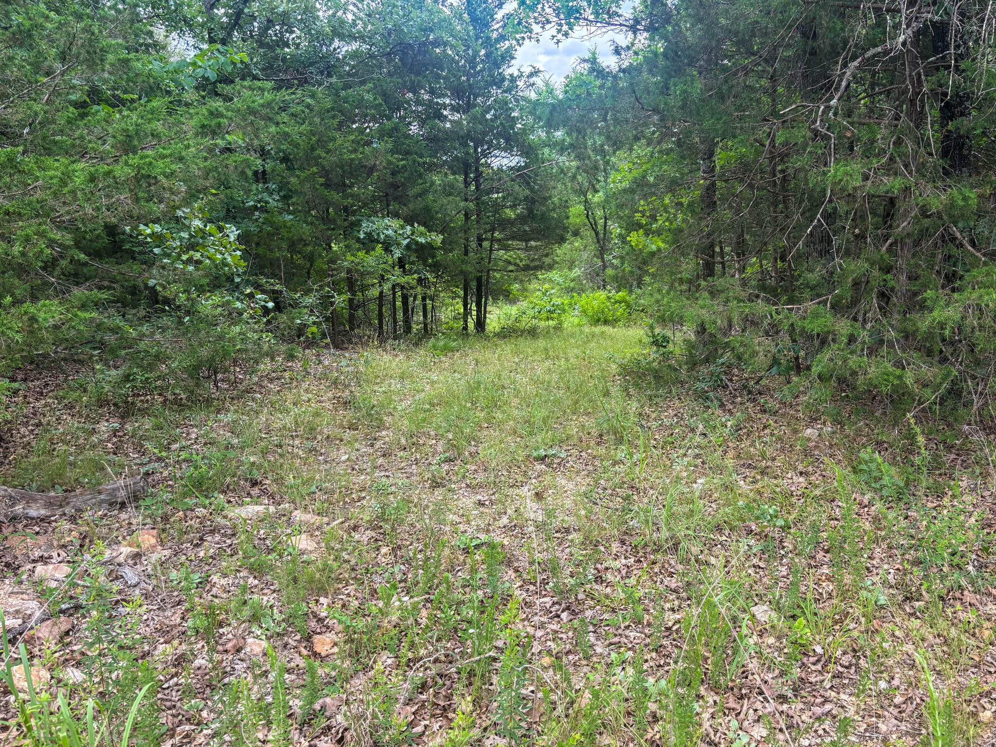 Photo 4 - Land for sale – 000  County Road 815   Gainesville, MO
