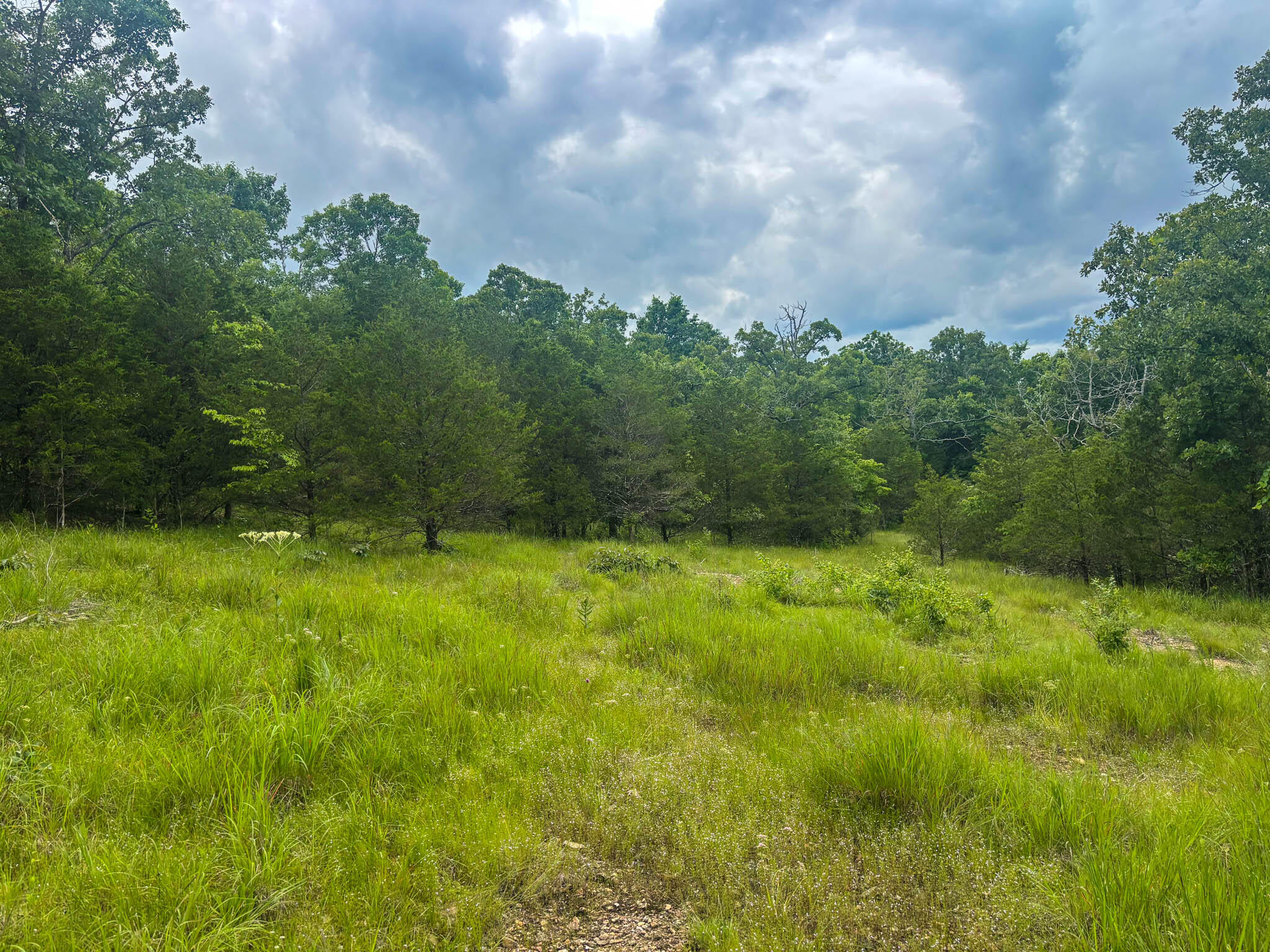 Photo 5 - Land for sale – 000  County Road 815   Gainesville, MO