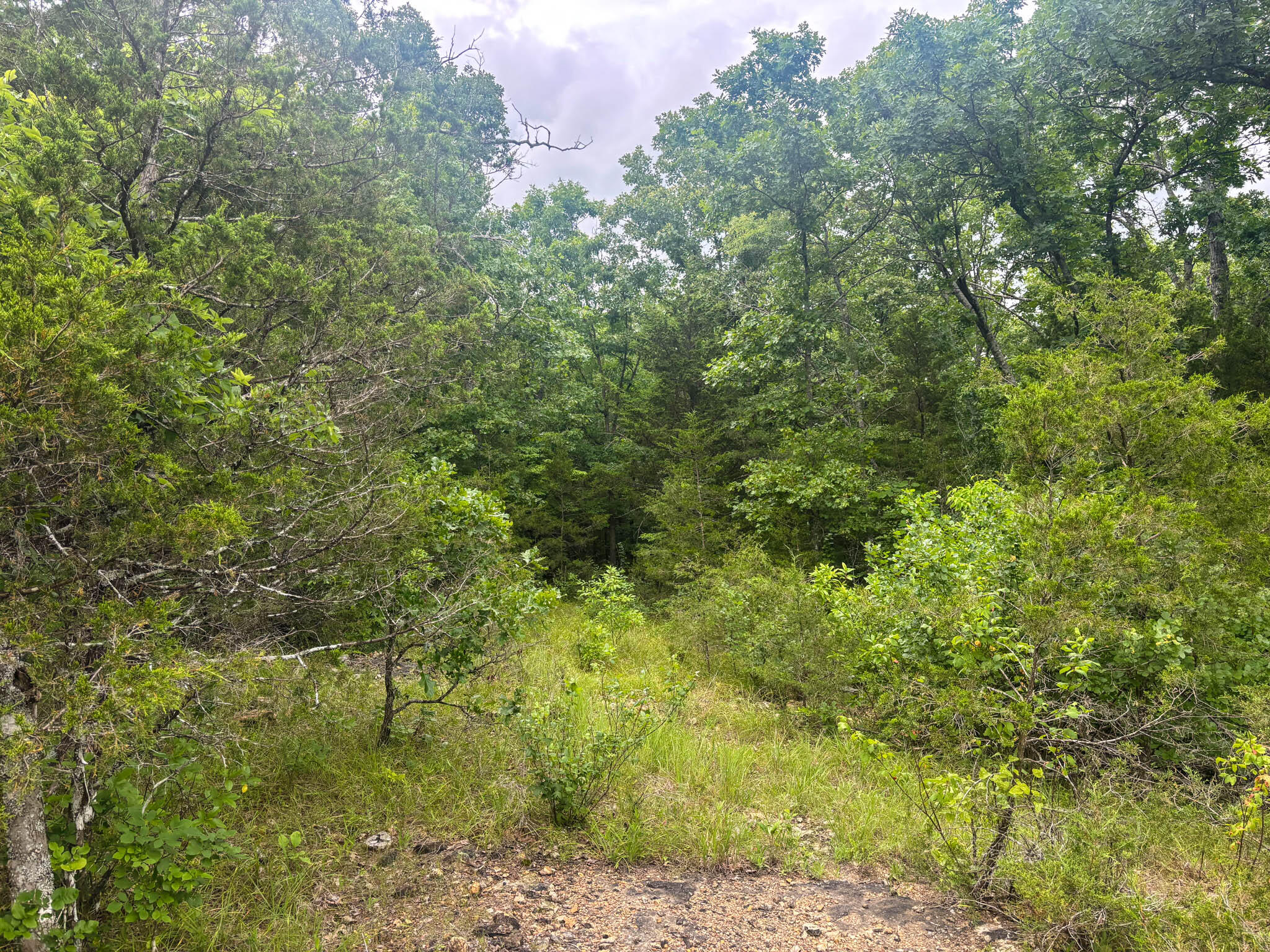 Photo 6 - Land for sale – 000  County Road 815   Gainesville, MO