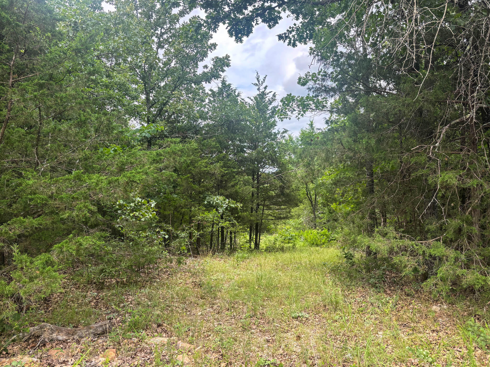 Photo 2 - Land for sale – 000  County Road 815   Gainesville, MO