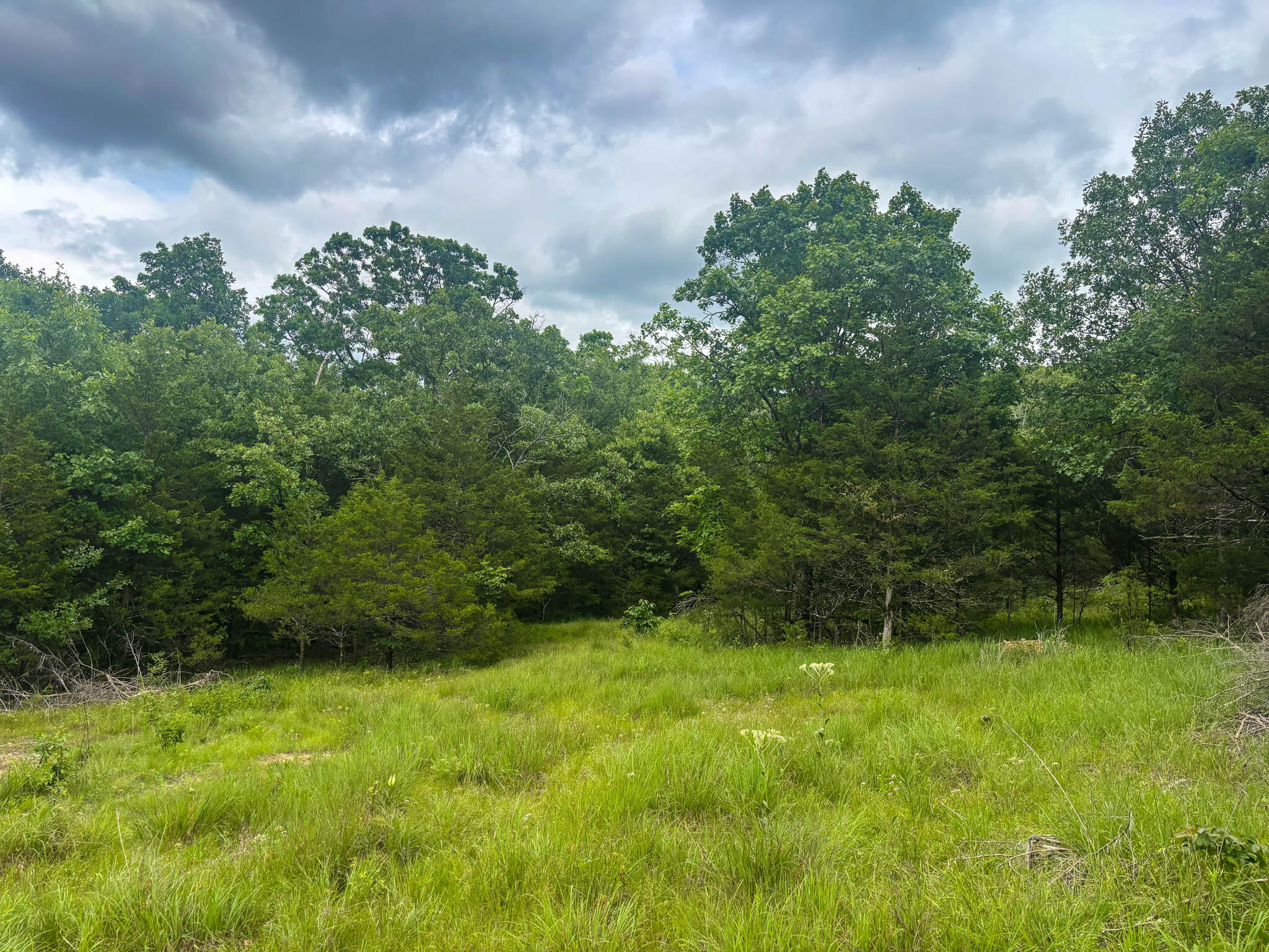 Photo 3 - Land for sale – 000  County Road 815   Gainesville, MO