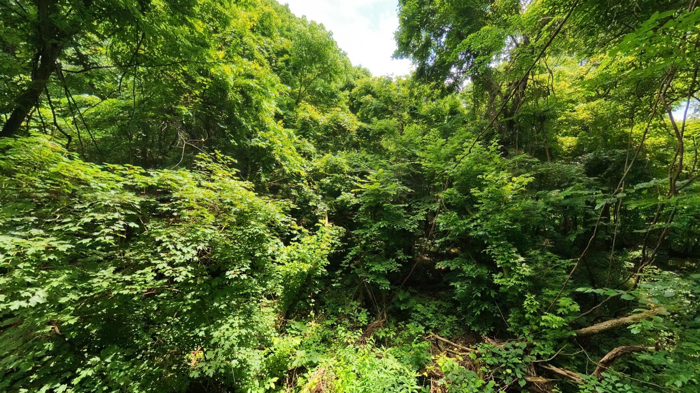Photo 16 - Land for sale – 000  Music Hall Lane  Mammoth Spring, AR