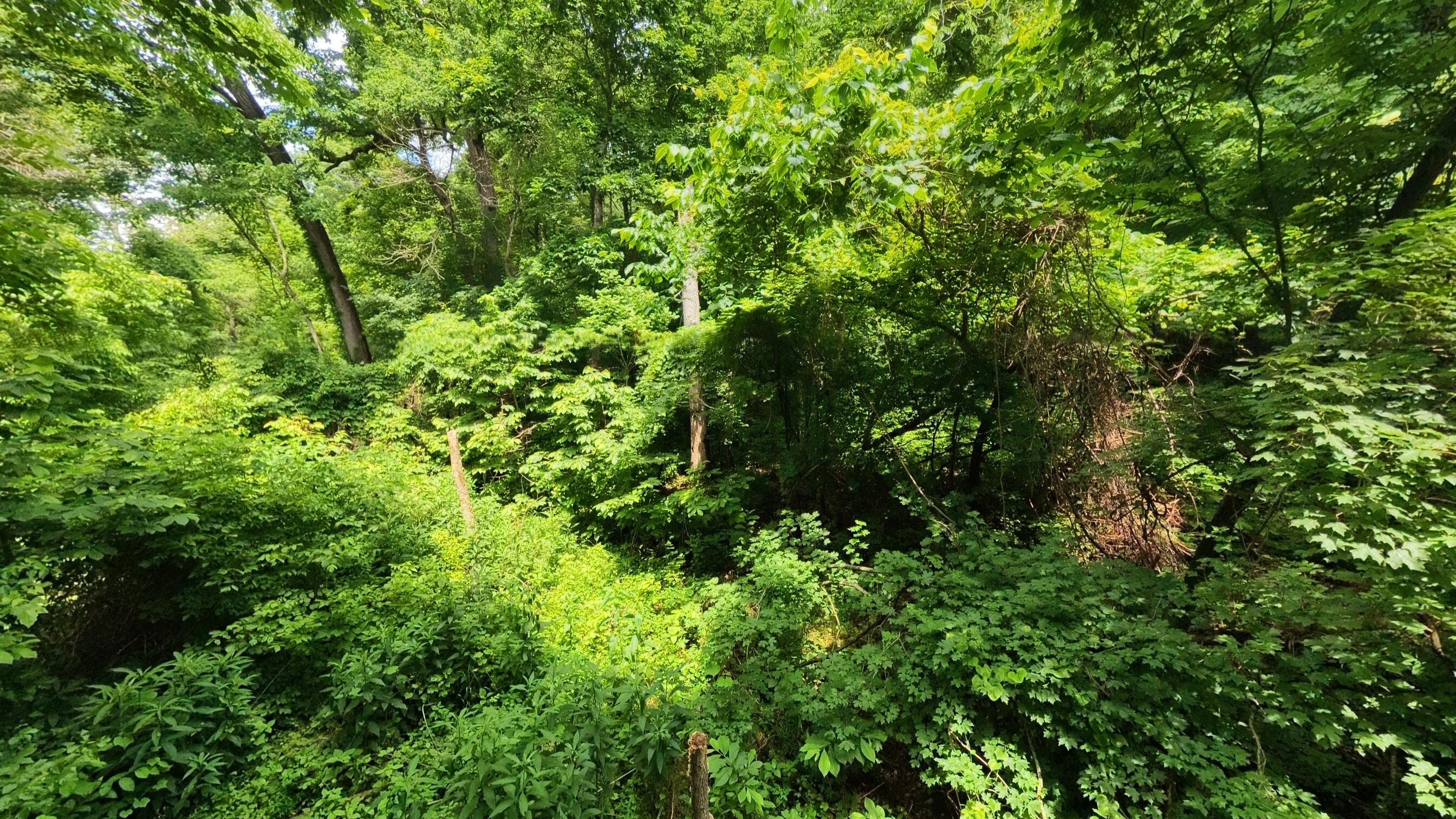 Photo 14 - Land for sale – 000  Music Hall Lane  Mammoth Spring, AR