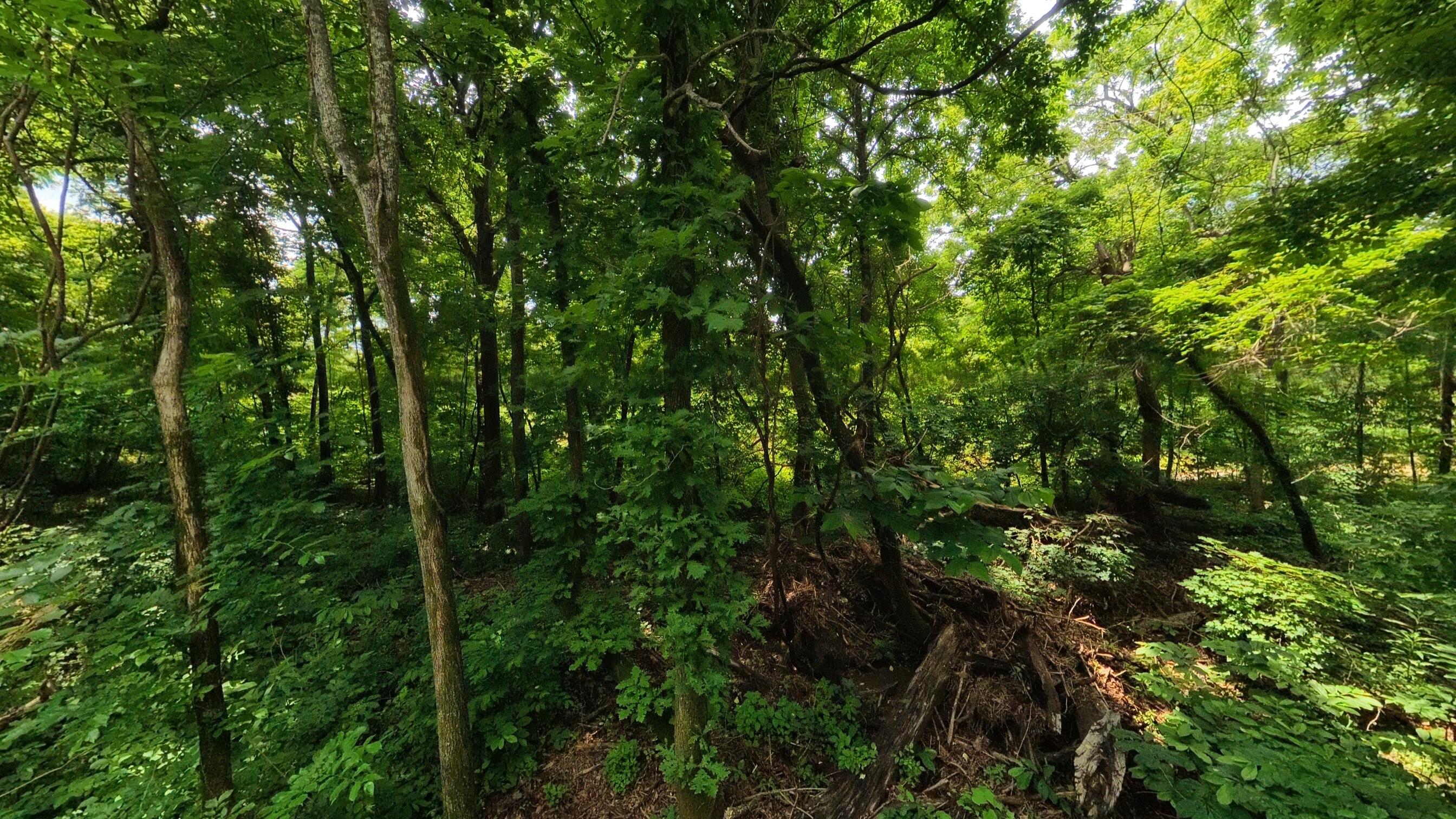 Photo 15 - Land for sale – 000  Music Hall Lane  Mammoth Spring, AR