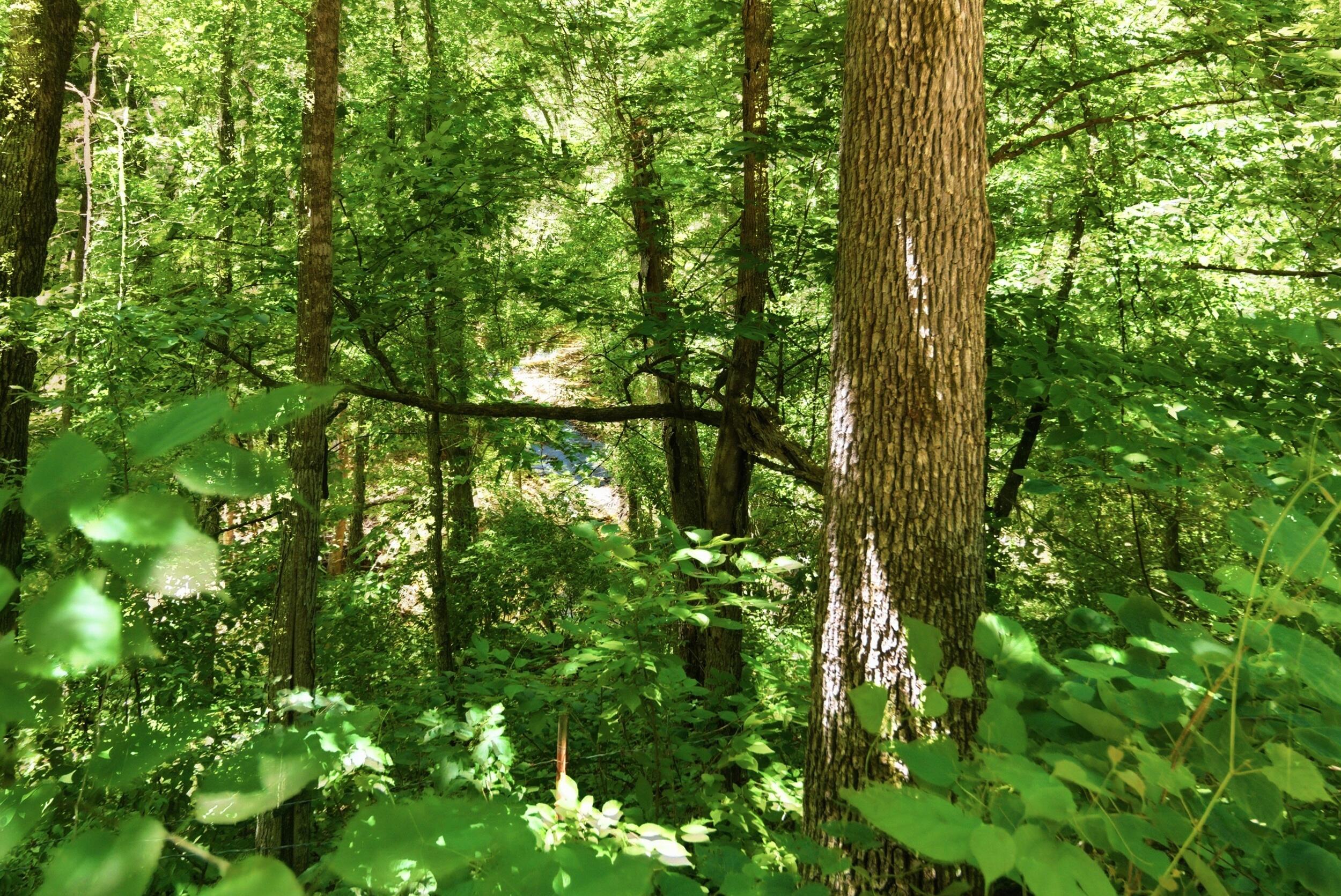 Photo 42 - Land for sale – 000  Pleasant Hill Road  Mountain Grove, MO
