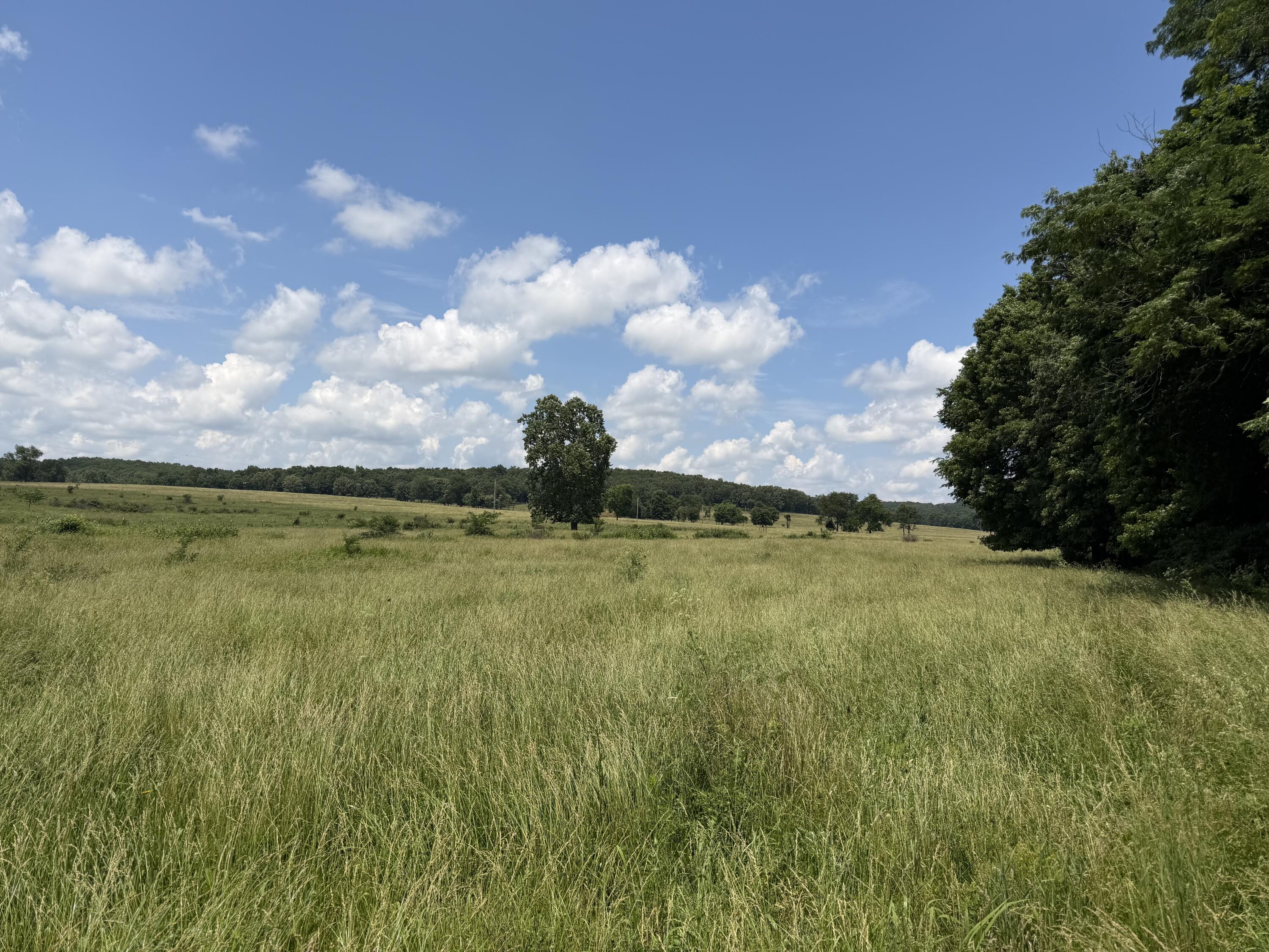 Photo 5 - Land for sale – 000  Pleasant Hill Road  Mountain Grove, MO