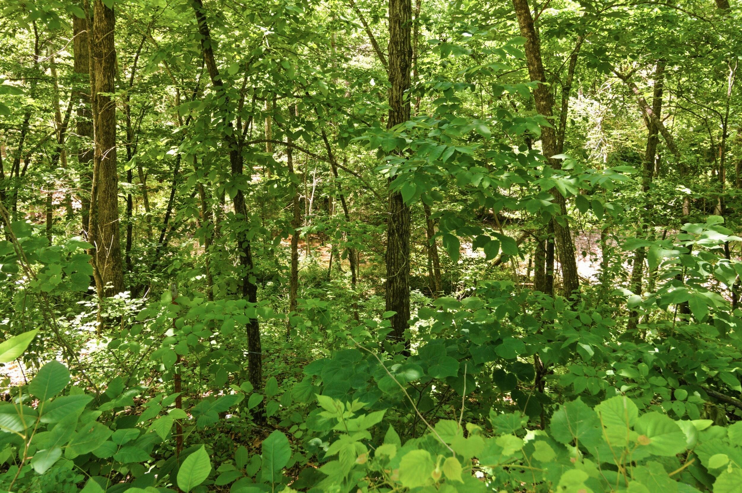 Photo 27 - Land for sale – 000  Pleasant Hill Road  Mountain Grove, MO