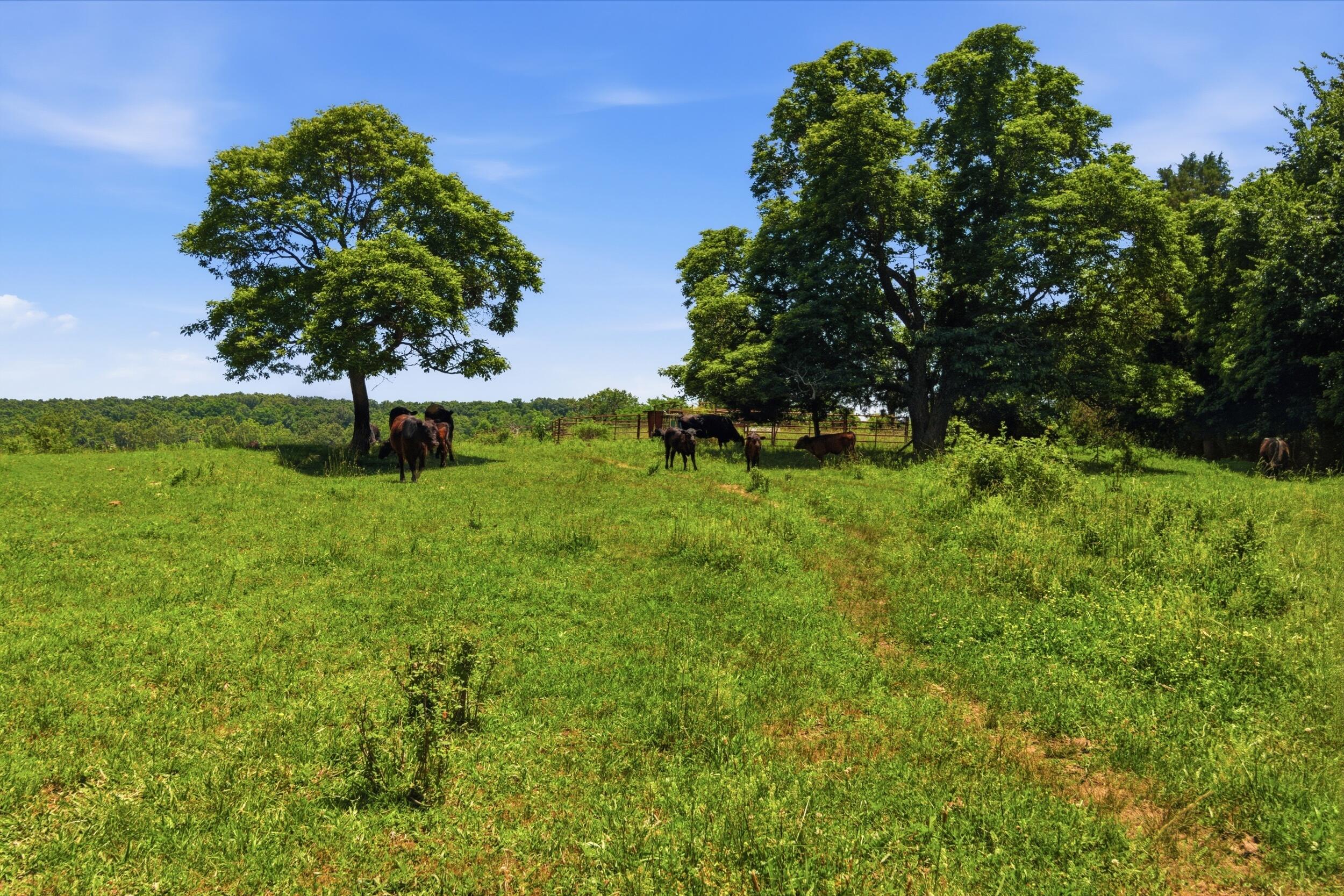 Photo 24 - Land for sale – 000  Pleasant Hill Road  Mountain Grove, MO