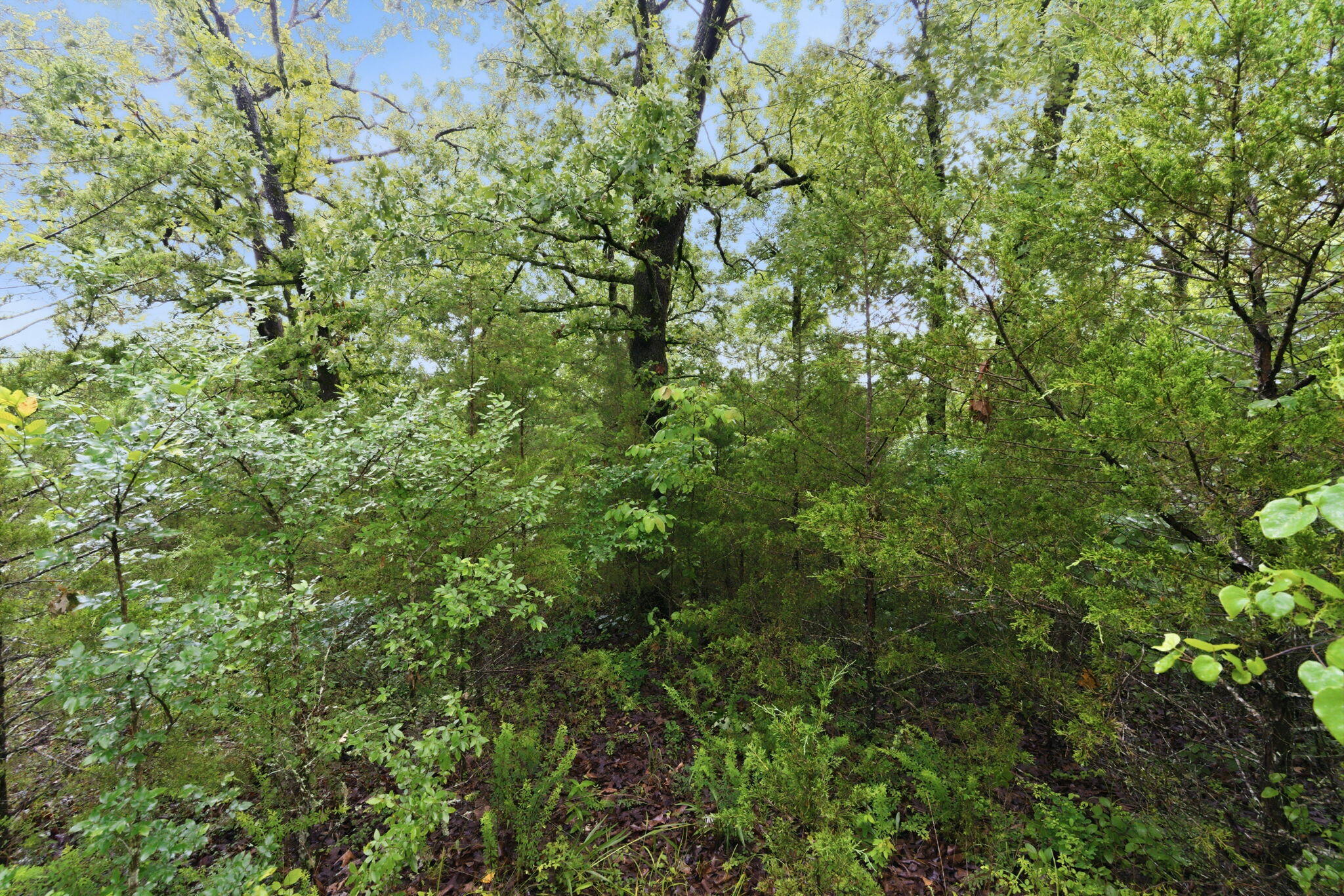 Photo 8 - Land for sale – Lot 139  Beechwood Drive   Branson West, MO