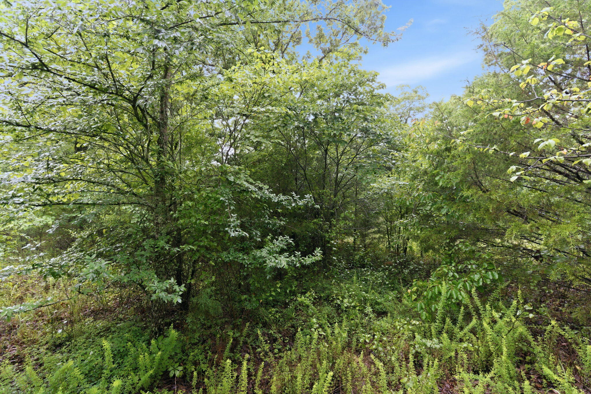 Photo 6 - Land for sale – Lot 139  Beechwood Drive   Branson West, MO