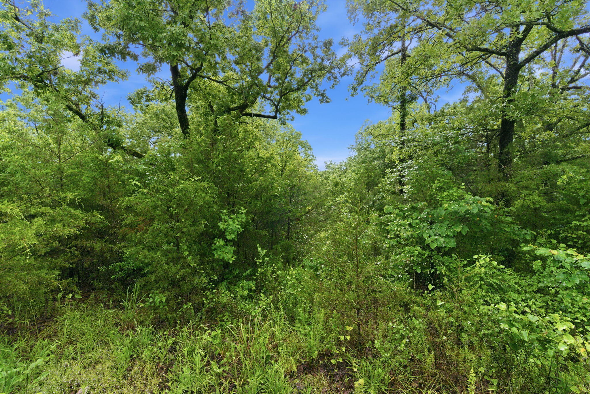 Photo 5 - Land for sale – Lot 139  Beechwood Drive   Branson West, MO
