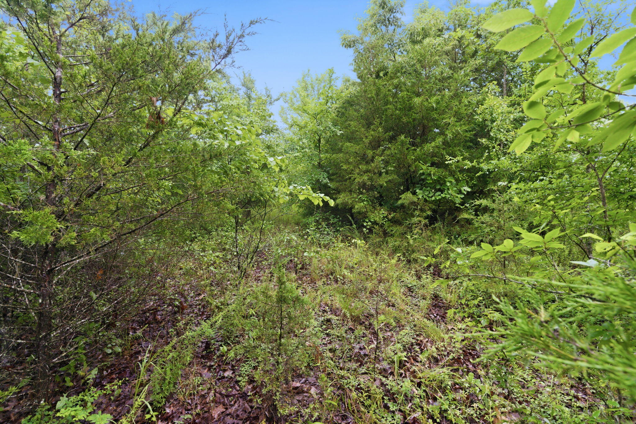Photo 9 - Land for sale – Lot 139  Beechwood Drive   Branson West, MO