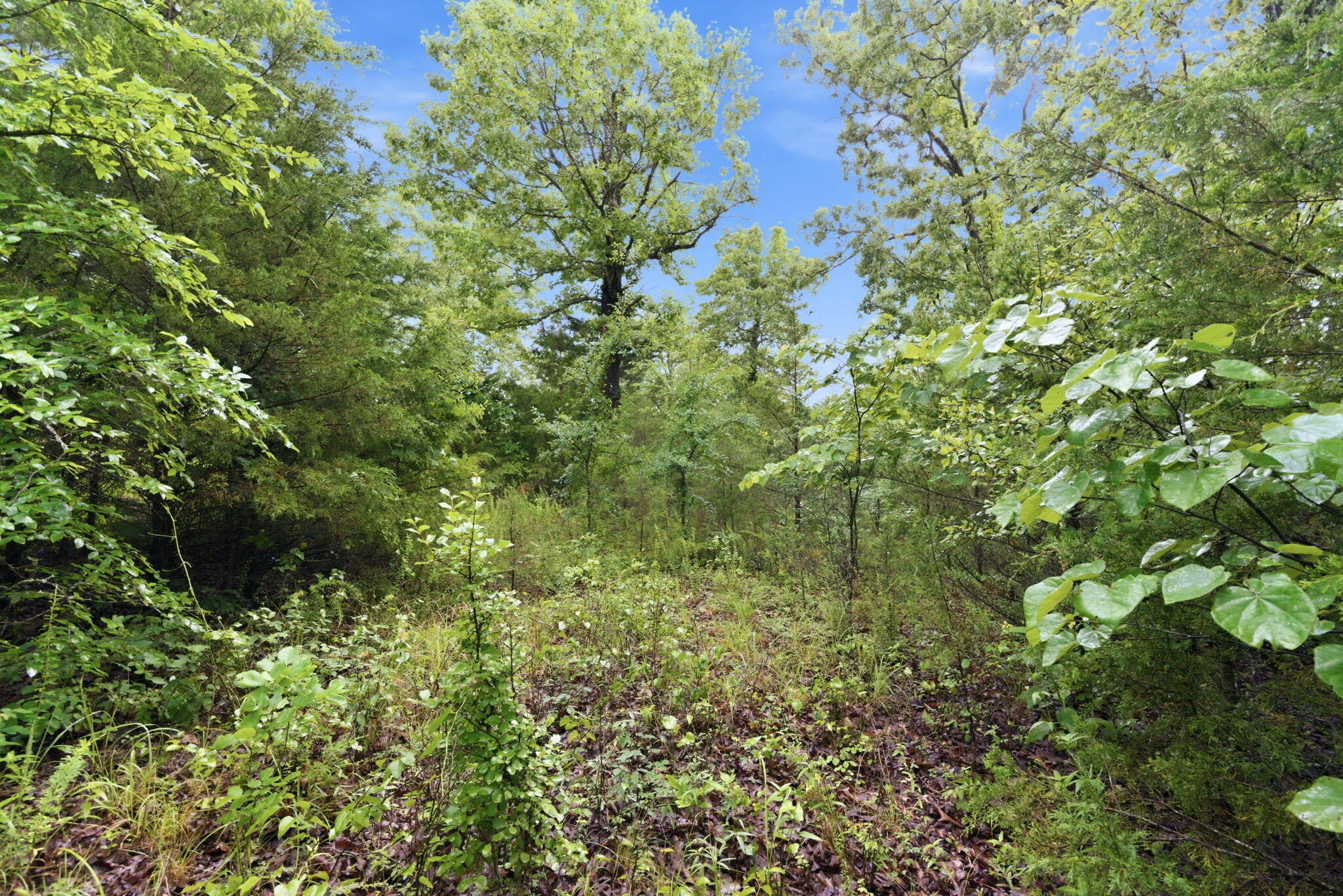 Photo 7 - Land for sale – Lot 139  Beechwood Drive   Branson West, MO