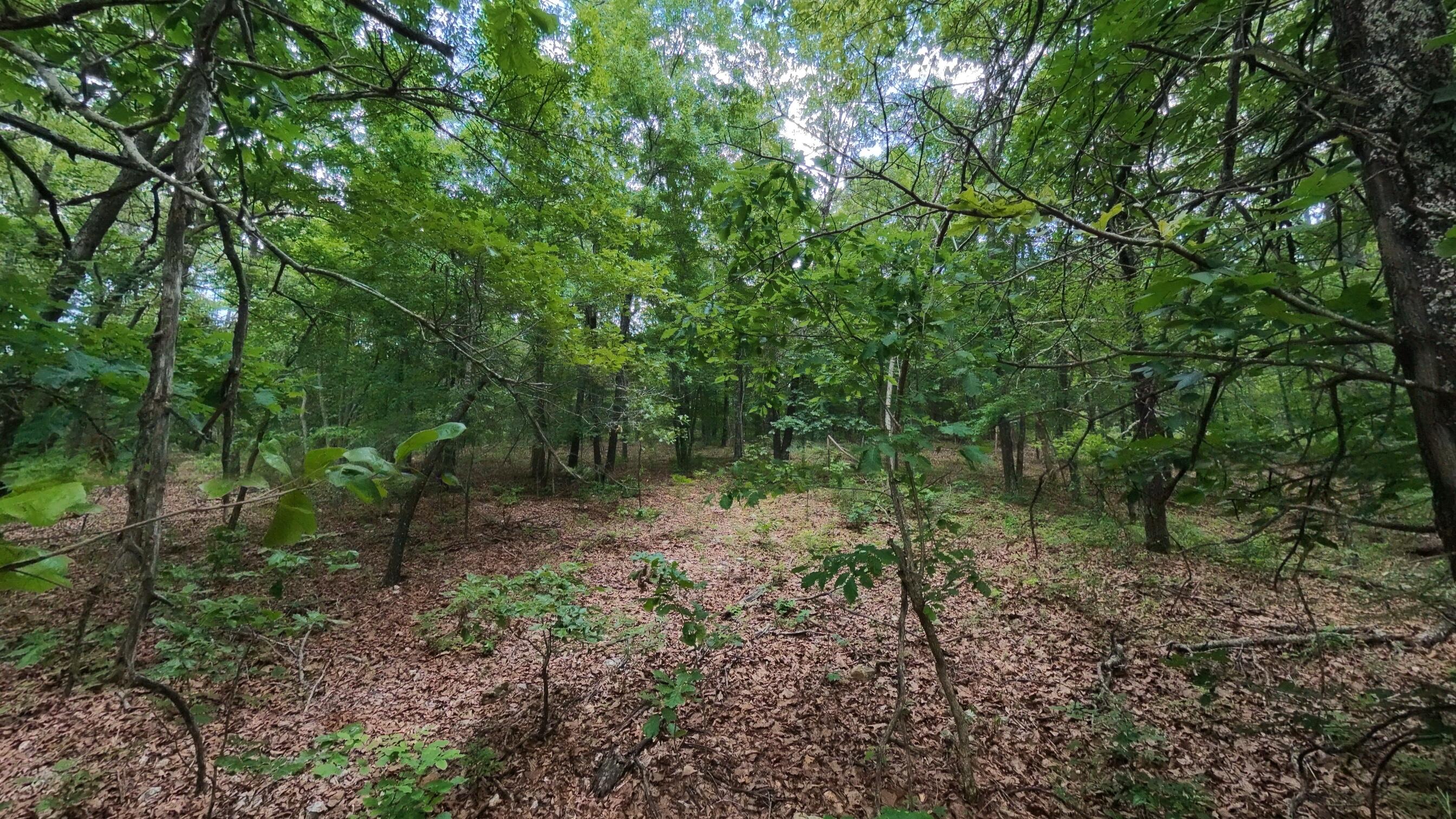 Photo 11 - Land for sale – 000 N Camp Creek Road  Mammoth Spring, AR