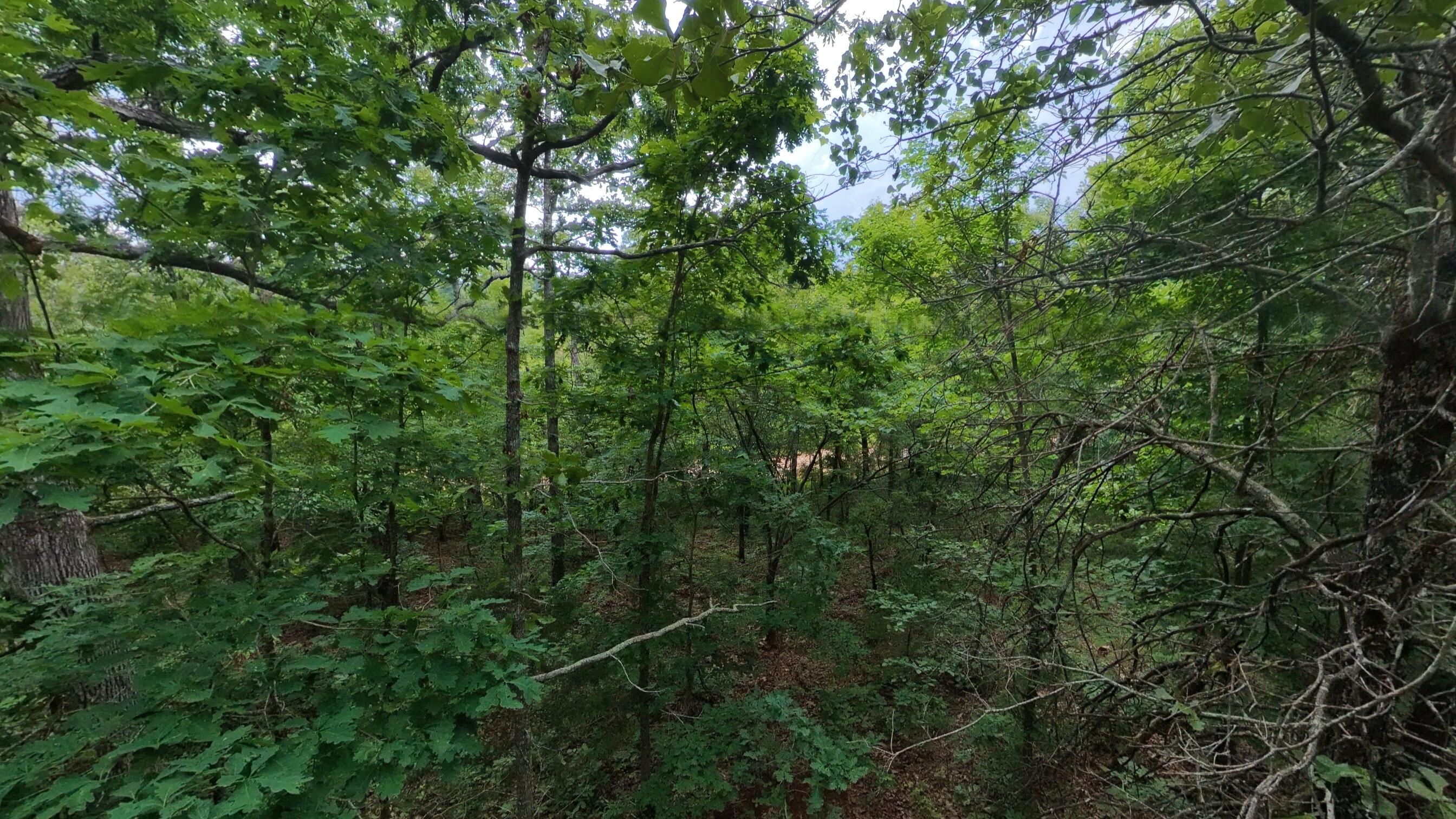 Photo 12 - Land for sale – 000 N Camp Creek Road  Mammoth Spring, AR