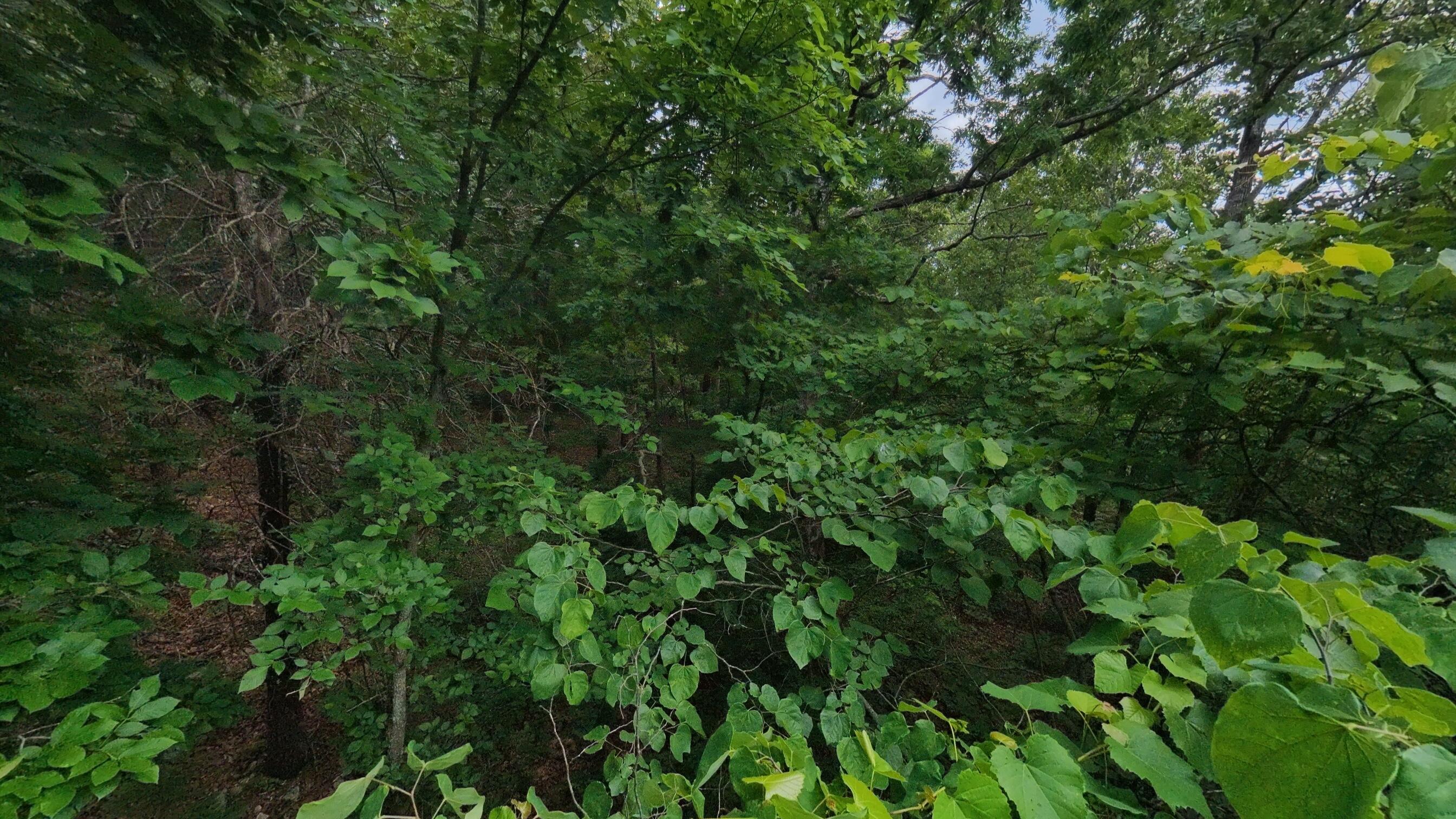 Photo 17 - Land for sale – 000 N Camp Creek Road  Mammoth Spring, AR
