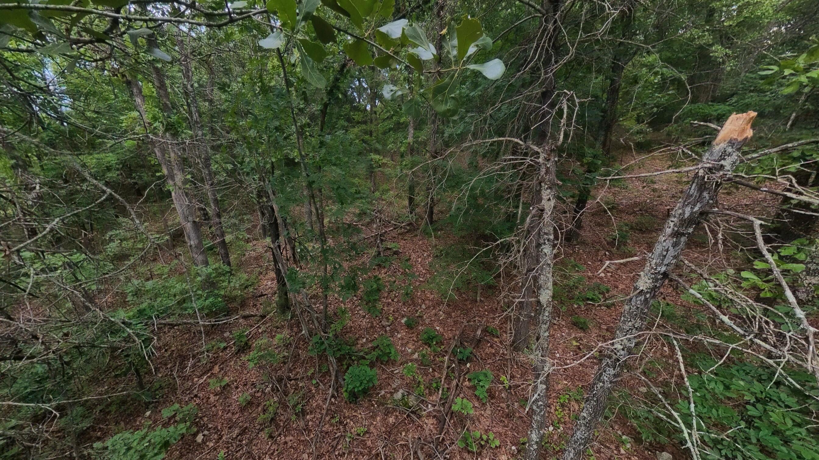 Photo 13 - Land for sale – 000 N Camp Creek Road  Mammoth Spring, AR