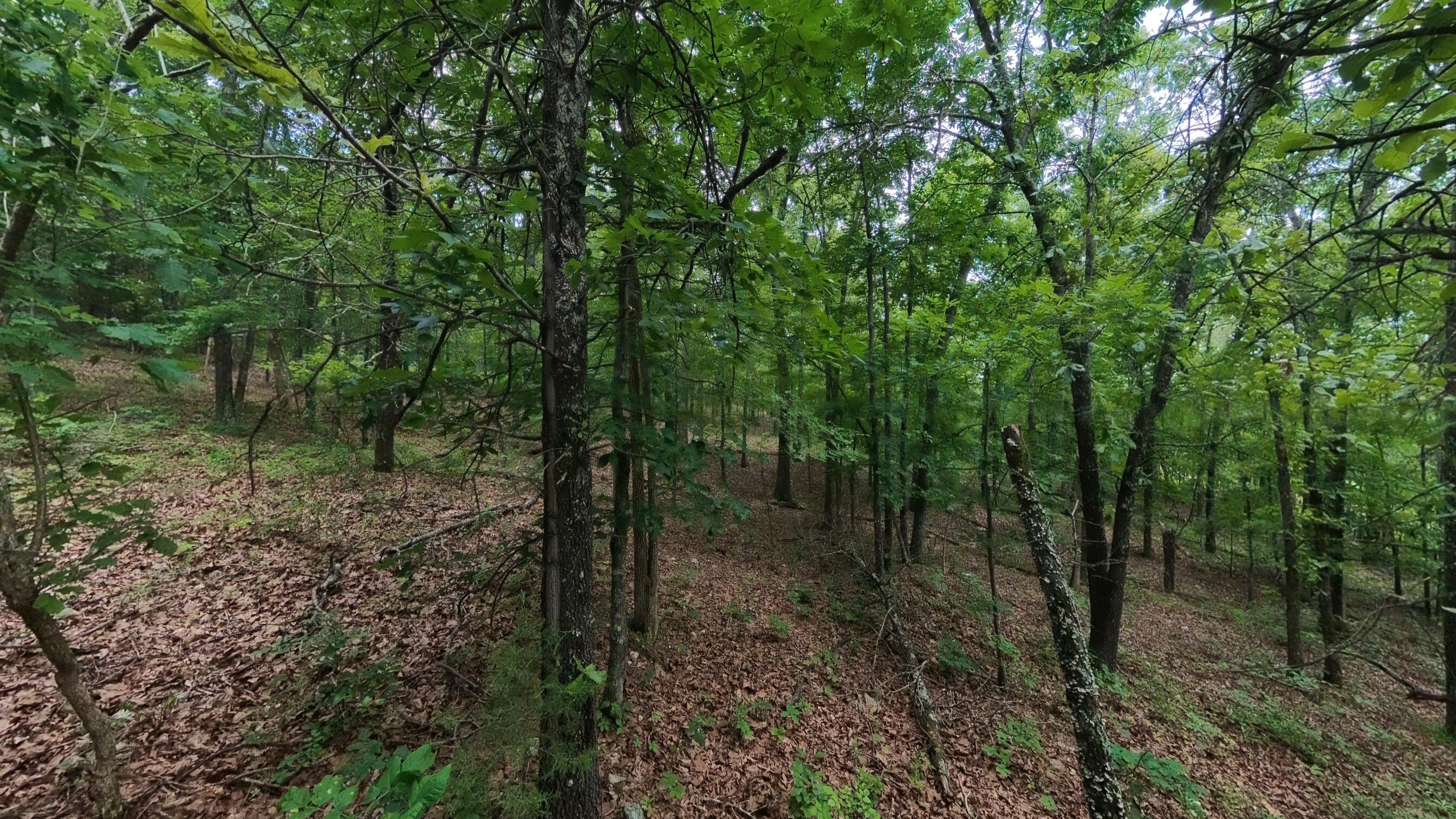 Photo 10 - Land for sale – 000 N Camp Creek Road  Mammoth Spring, AR