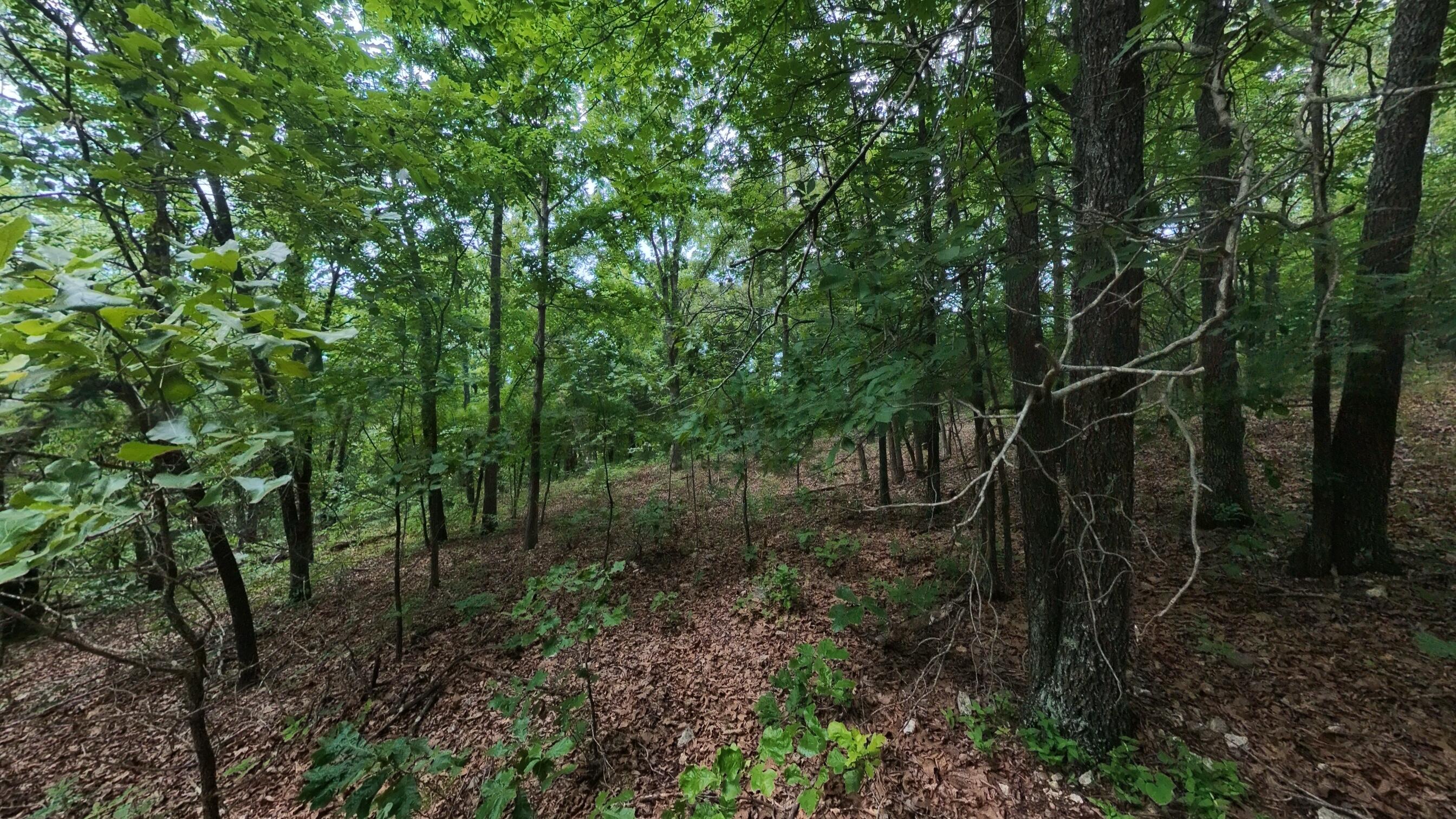 Photo 7 - Land for sale – 000 N Camp Creek Road  Mammoth Spring, AR
