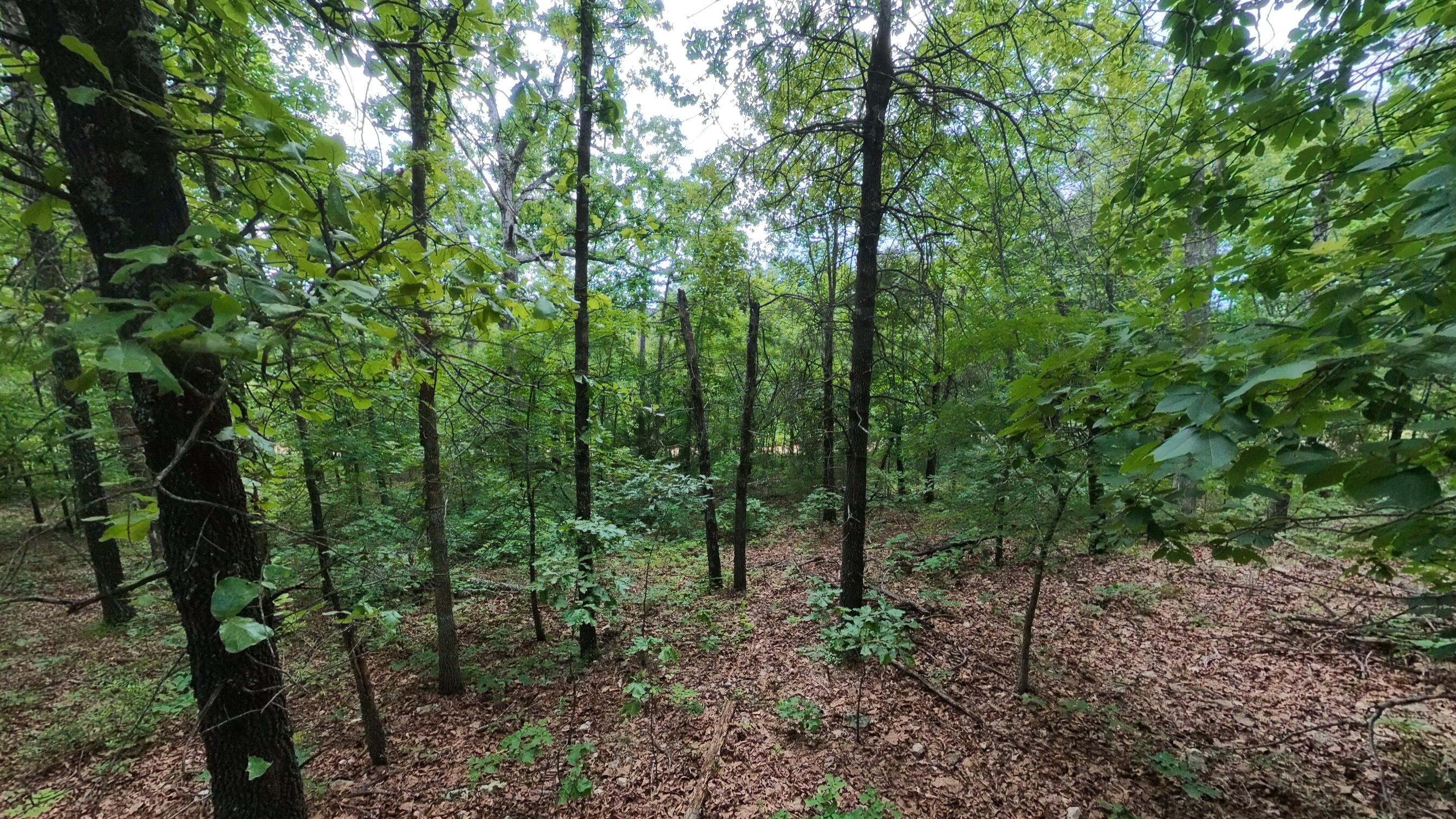 Photo 9 - Land for sale – 000 N Camp Creek Road  Mammoth Spring, AR