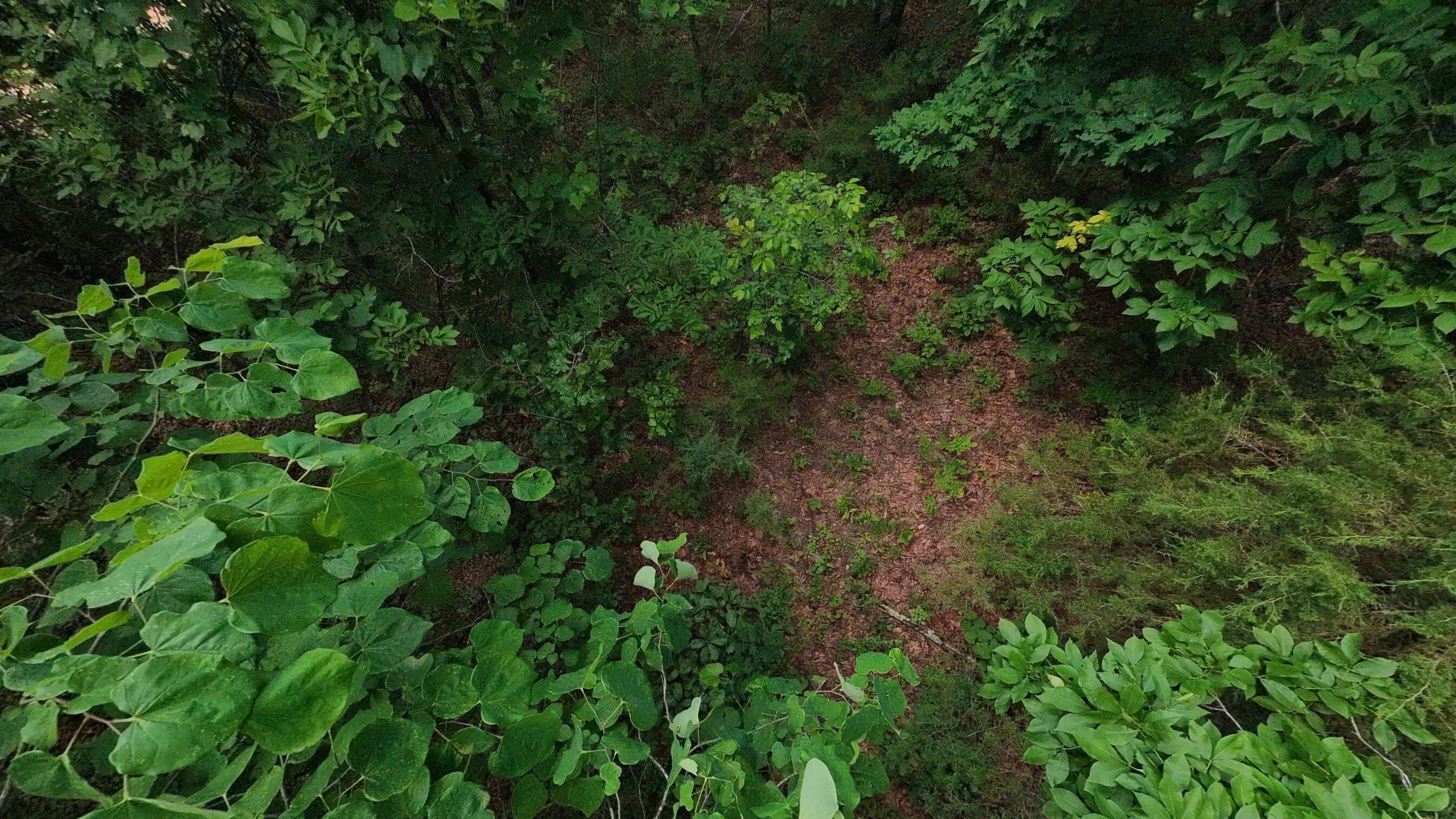 Photo 15 - Land for sale – 000 N Camp Creek Road  Mammoth Spring, AR