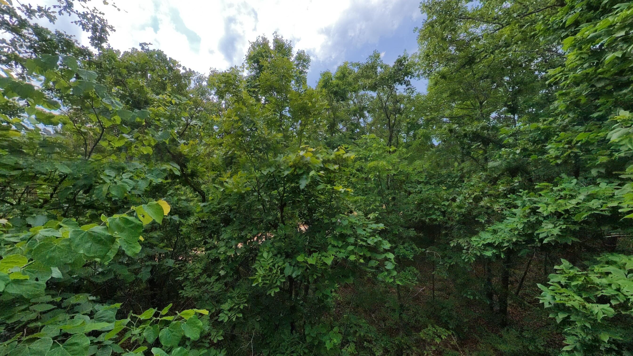 Photo 16 - Land for sale – 000 N Camp Creek Road  Mammoth Spring, AR