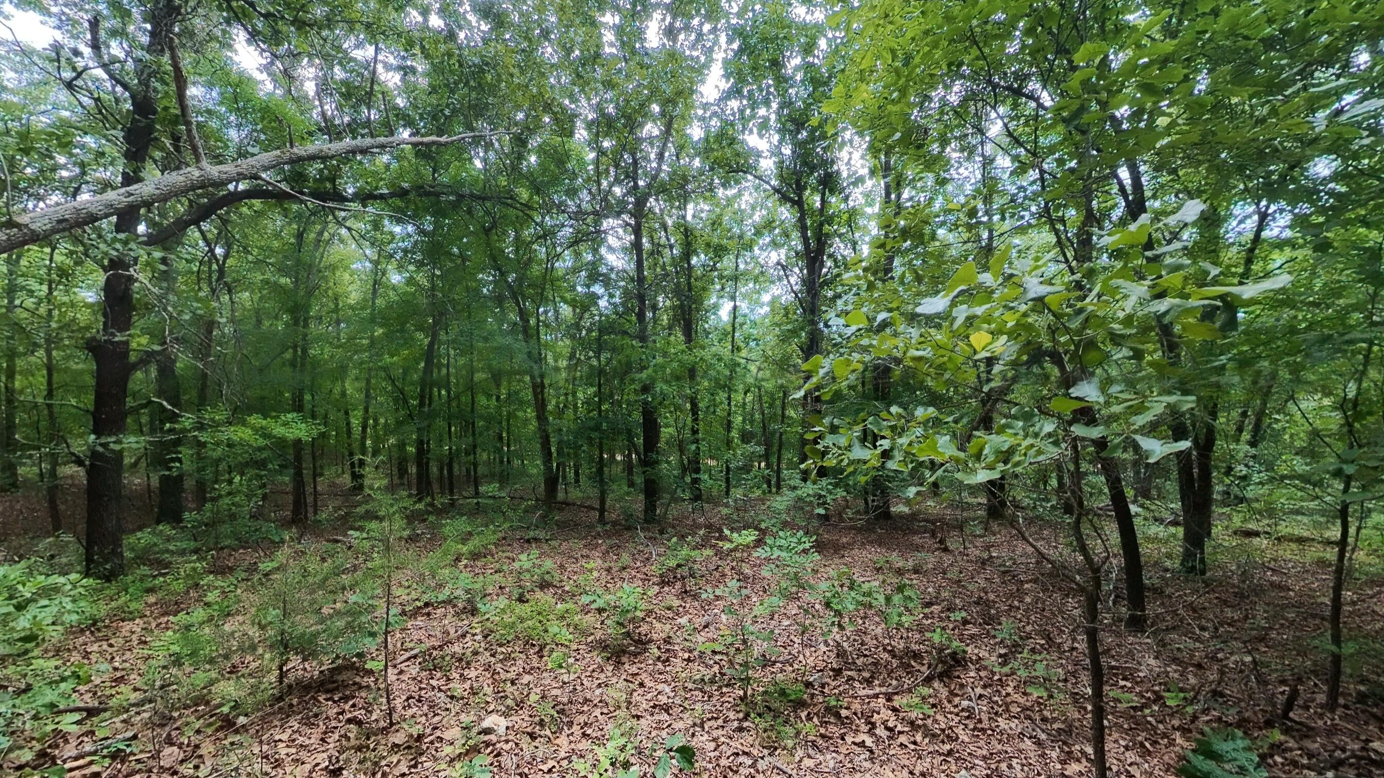 Photo 4 - Land for sale – 000 N Camp Creek Road  Mammoth Spring, AR