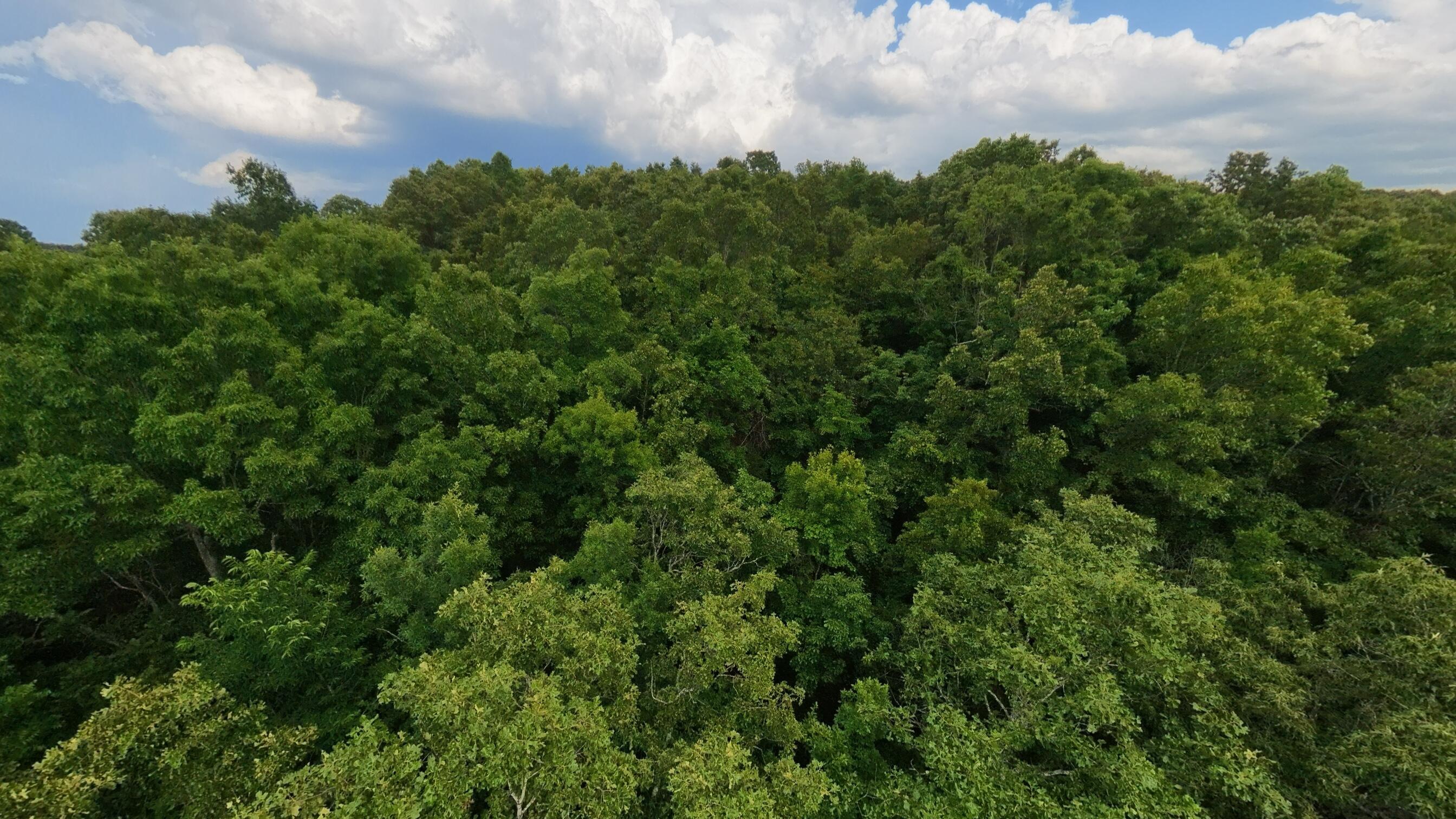 Photo 19 - Land for sale – 000 N Camp Creek Road  Mammoth Spring, AR